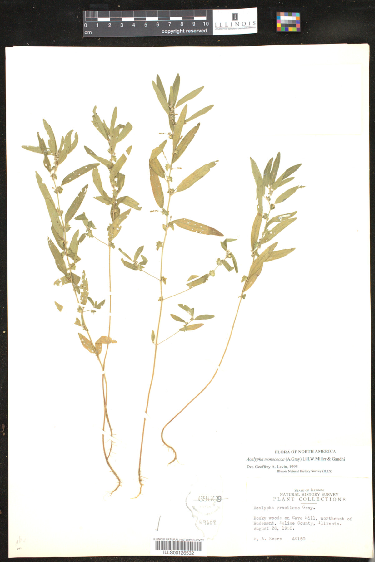 Acalypha monococca image