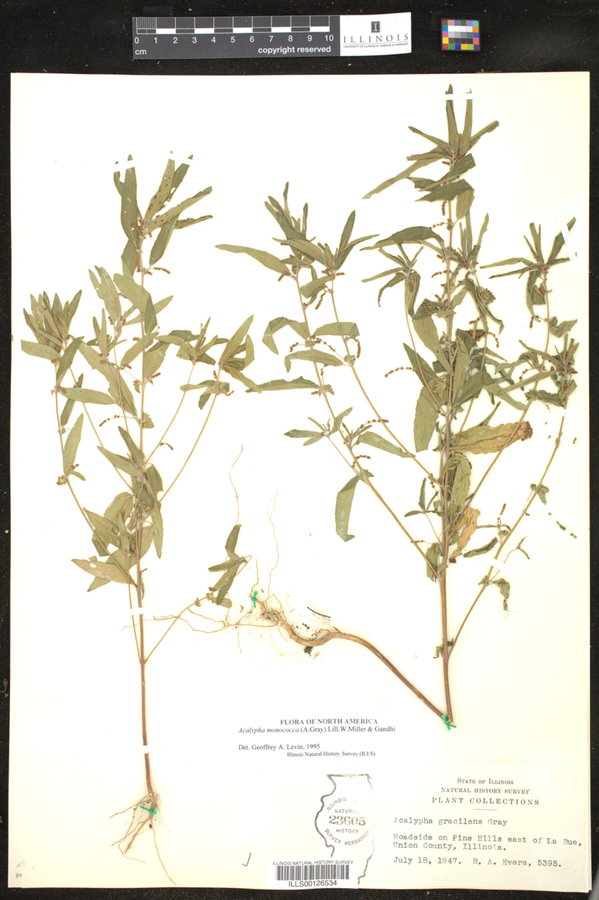 Acalypha monococca image