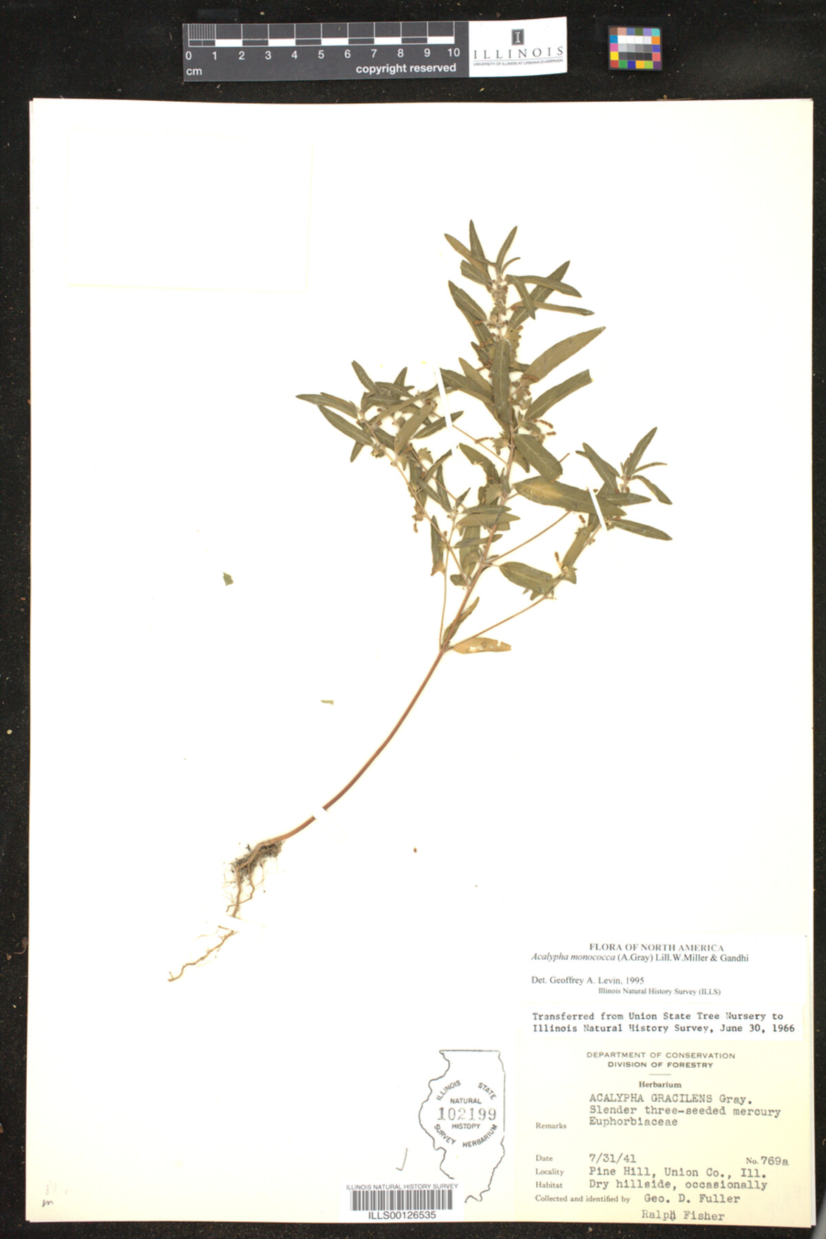 Acalypha monococca image