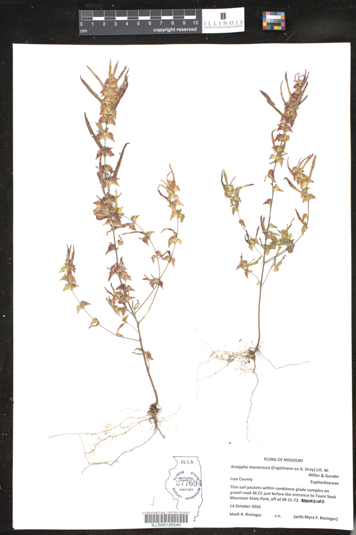 Acalypha monococca image