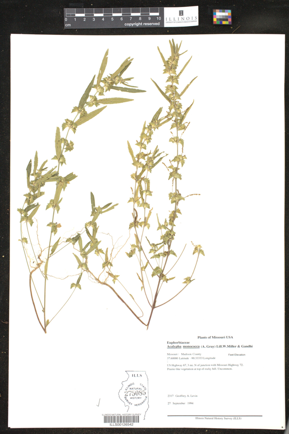 Acalypha monococca image