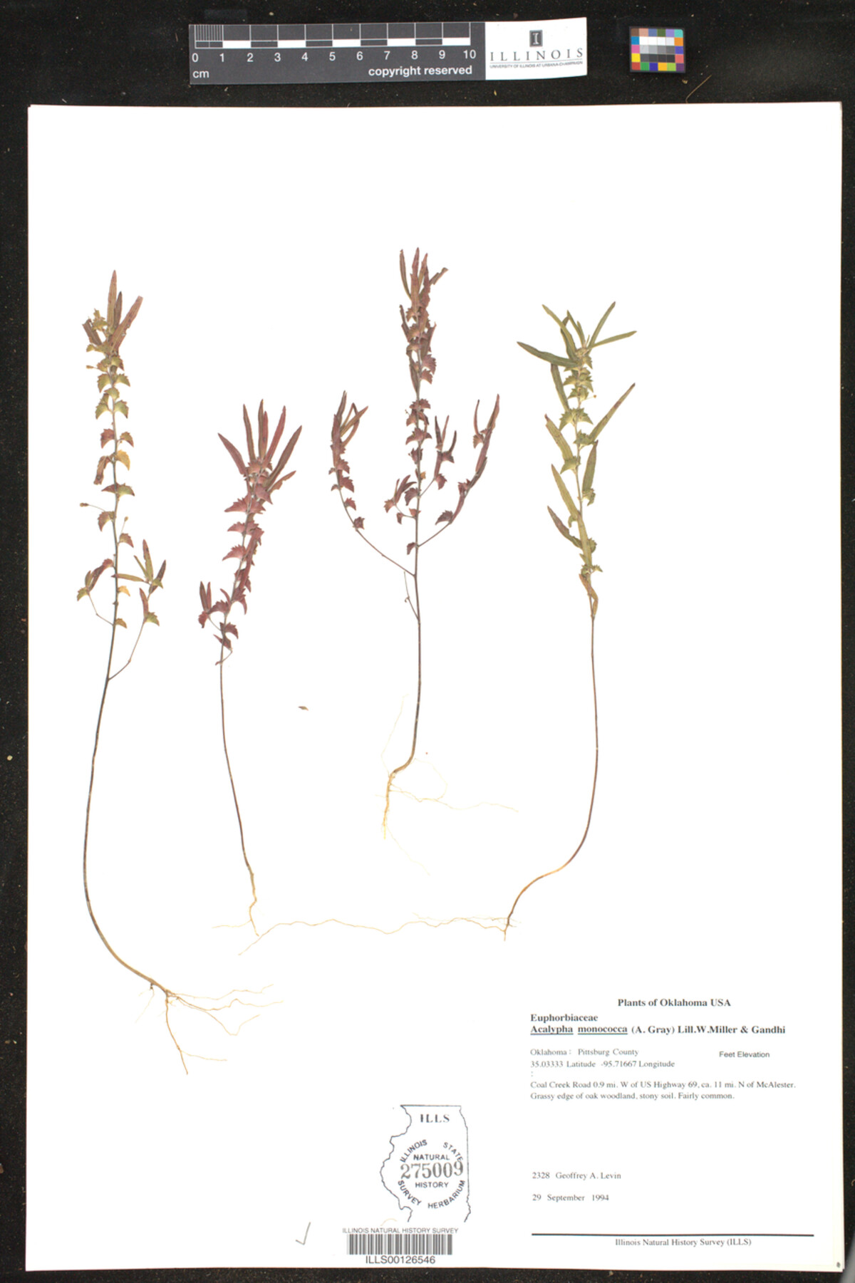 Acalypha monococca image