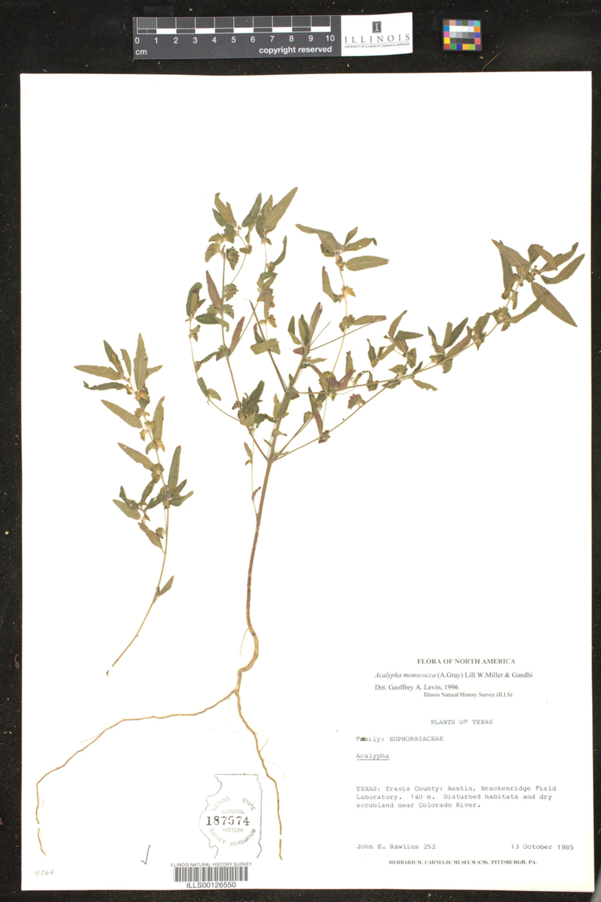 Acalypha monococca image