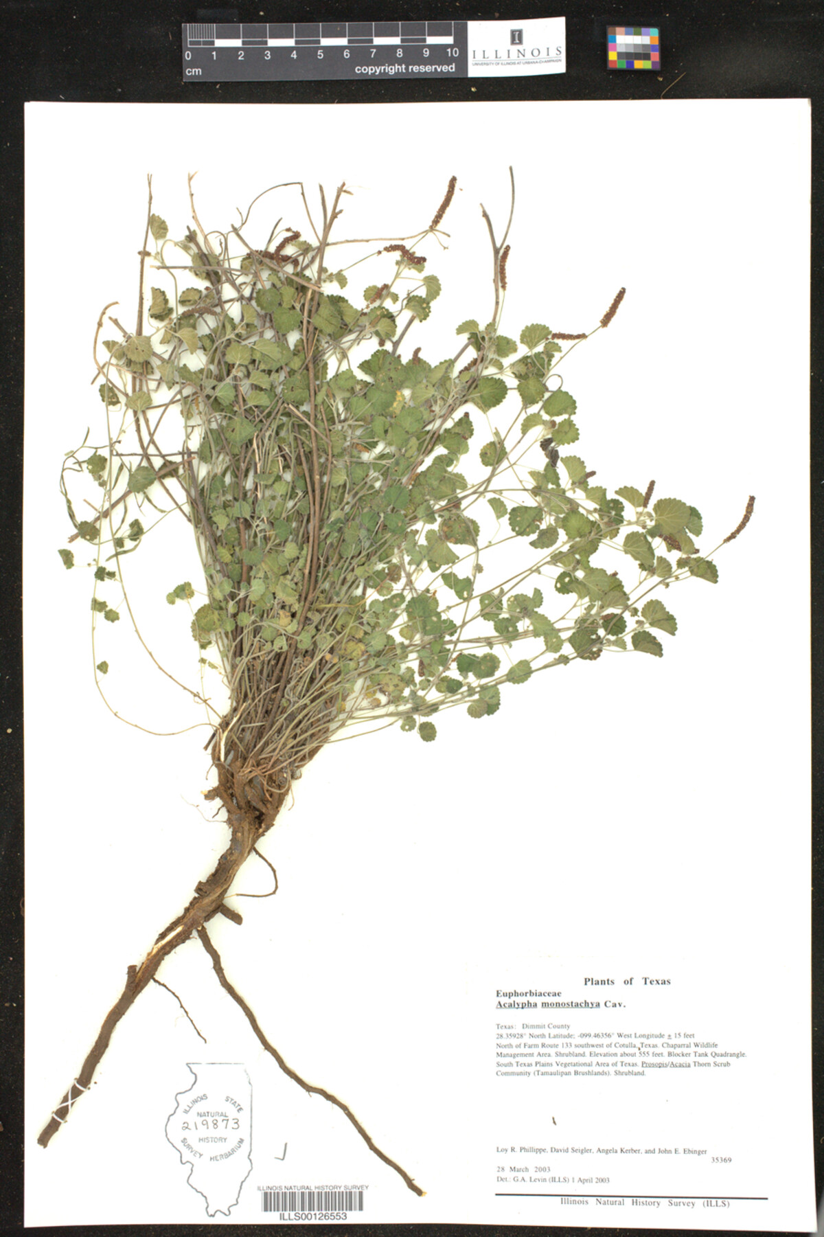 Acalypha monostachya image