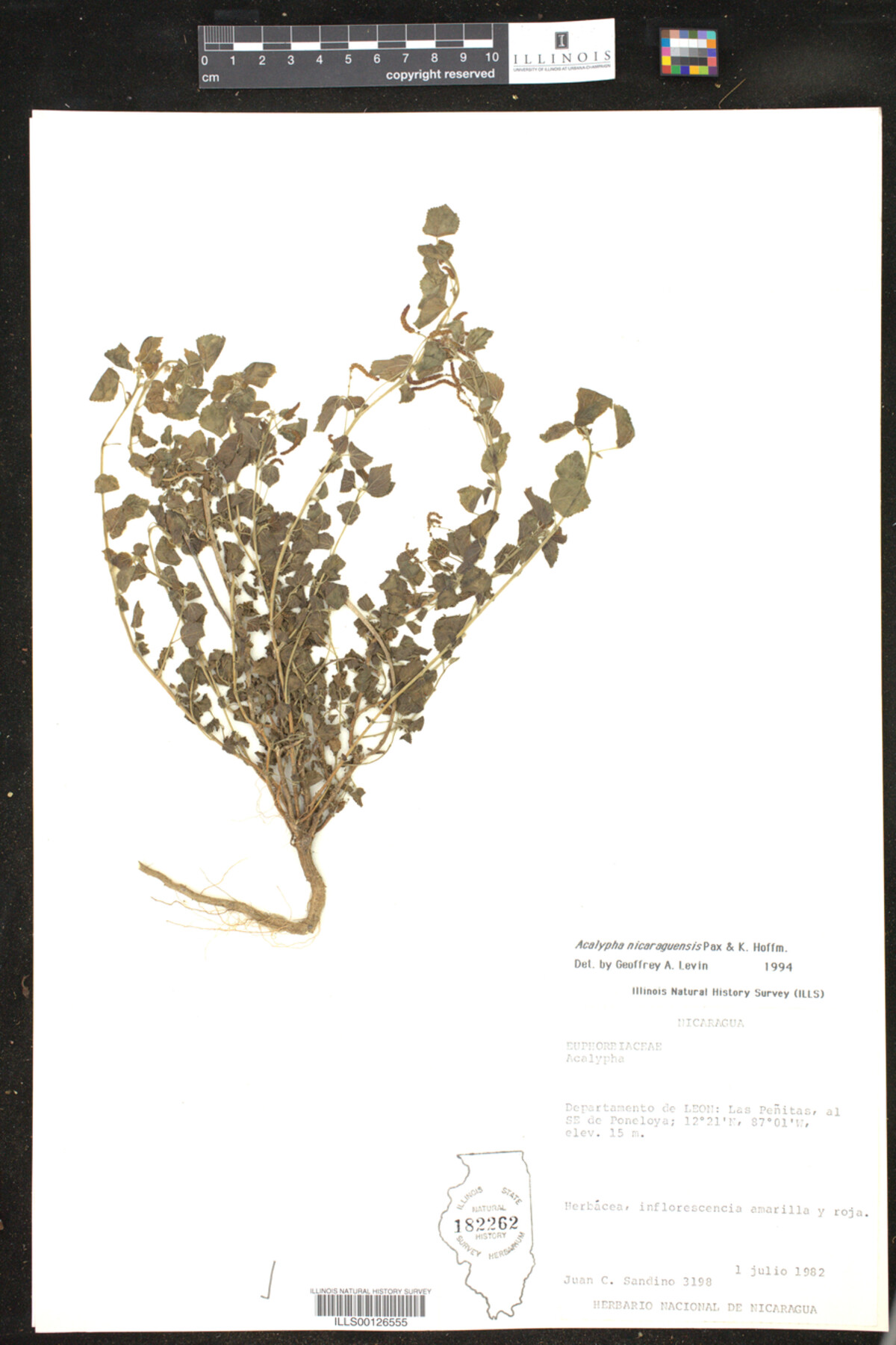 Acalypha nicaraguensis image