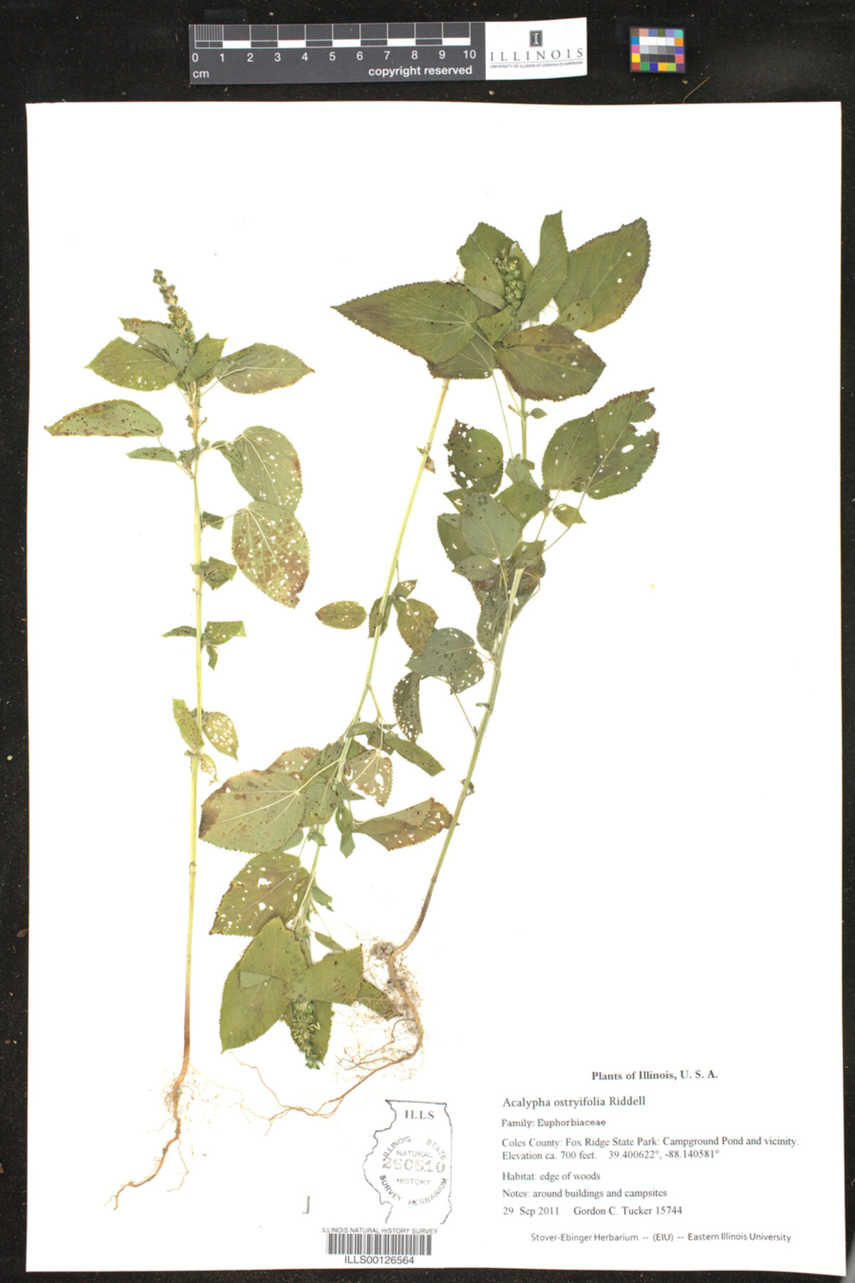 Acalypha ostryifolia image