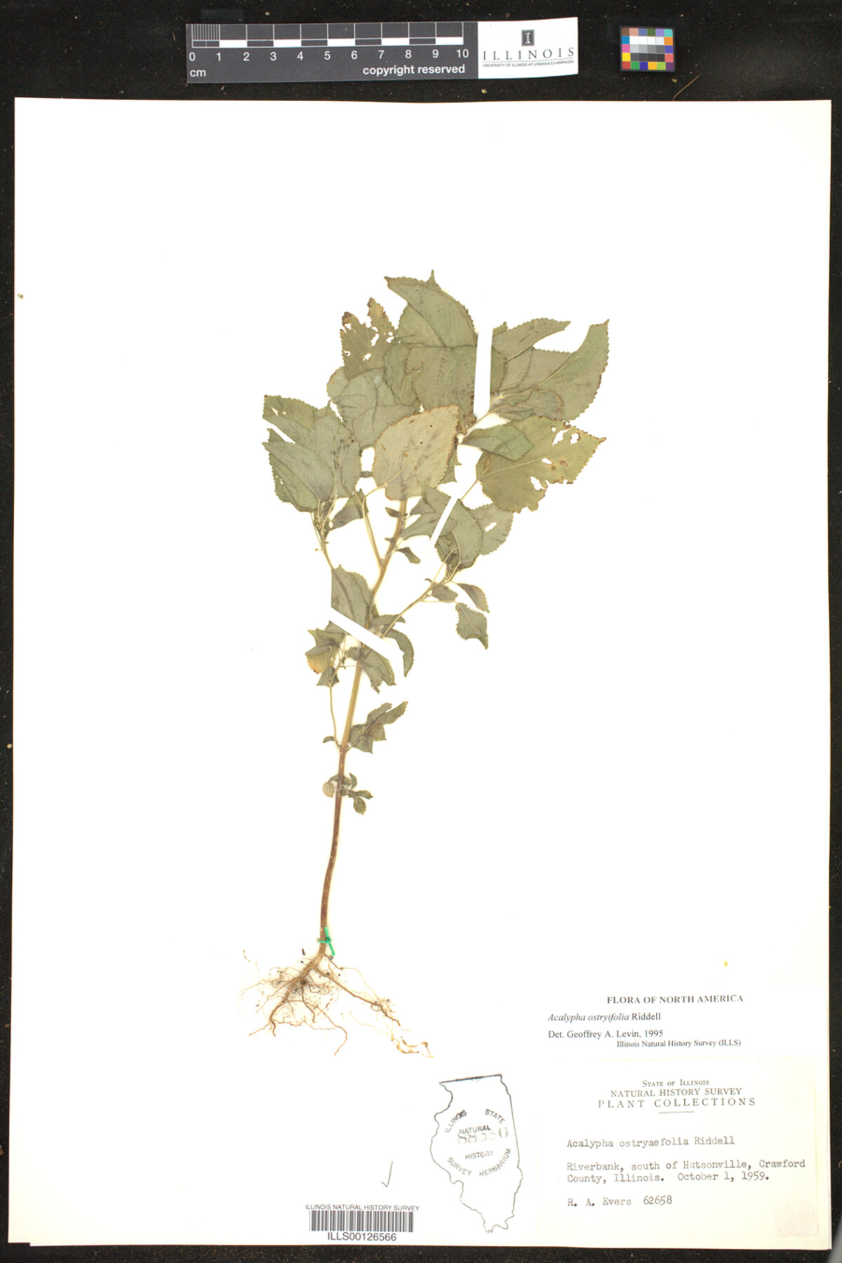 Acalypha ostryifolia image