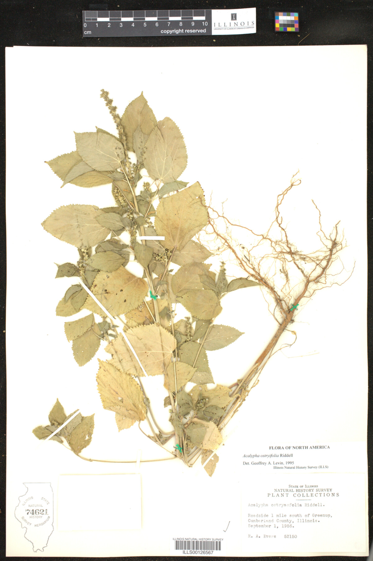 Acalypha ostryifolia image