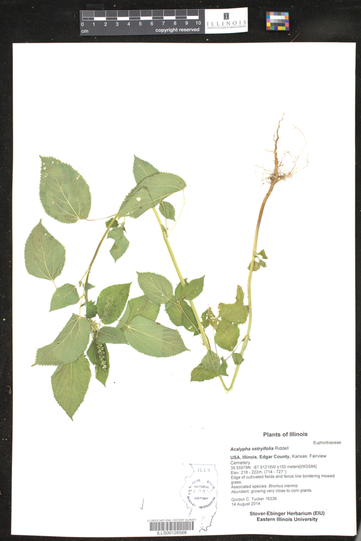 Acalypha ostryifolia image