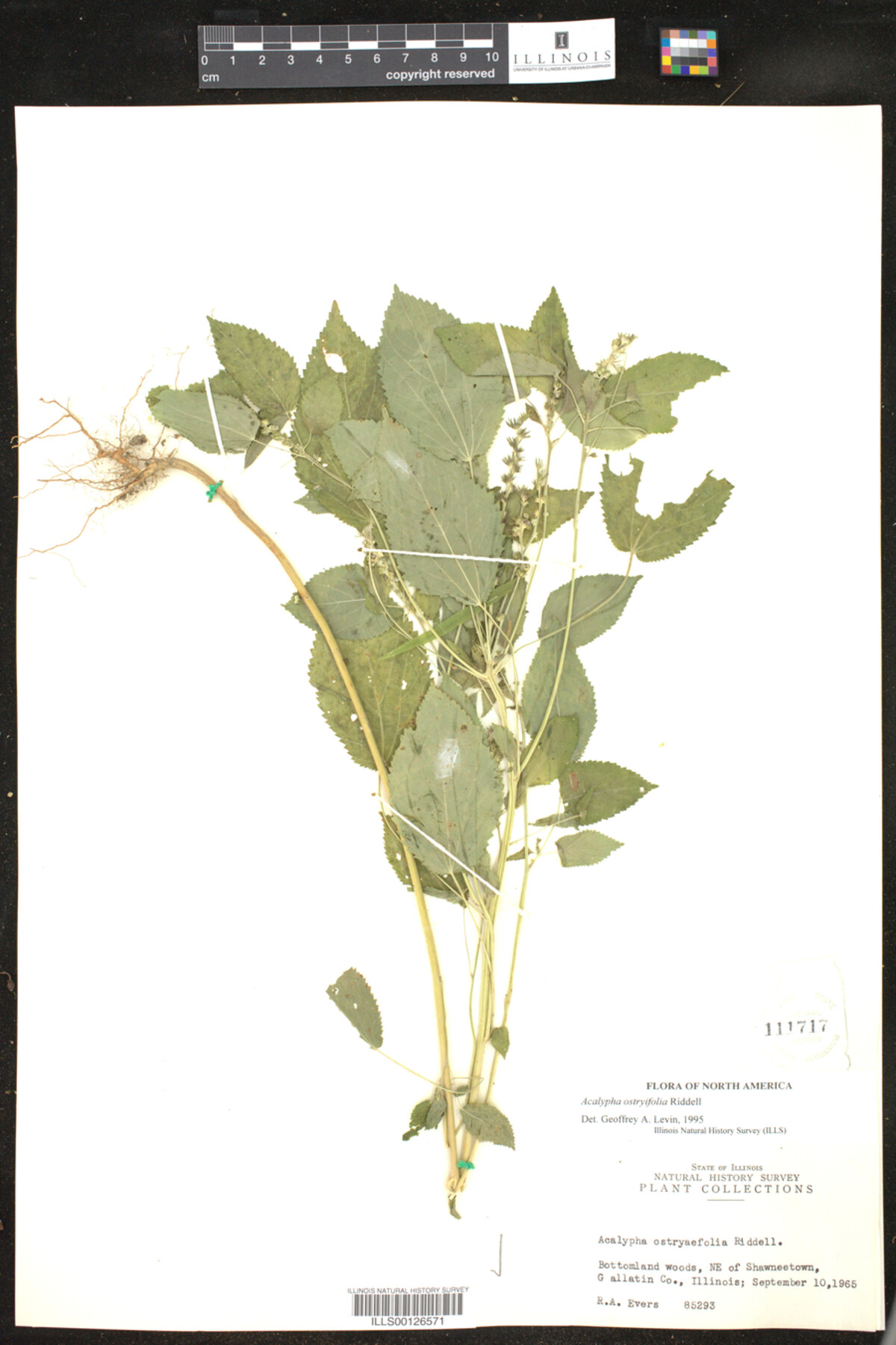 Acalypha ostryifolia image