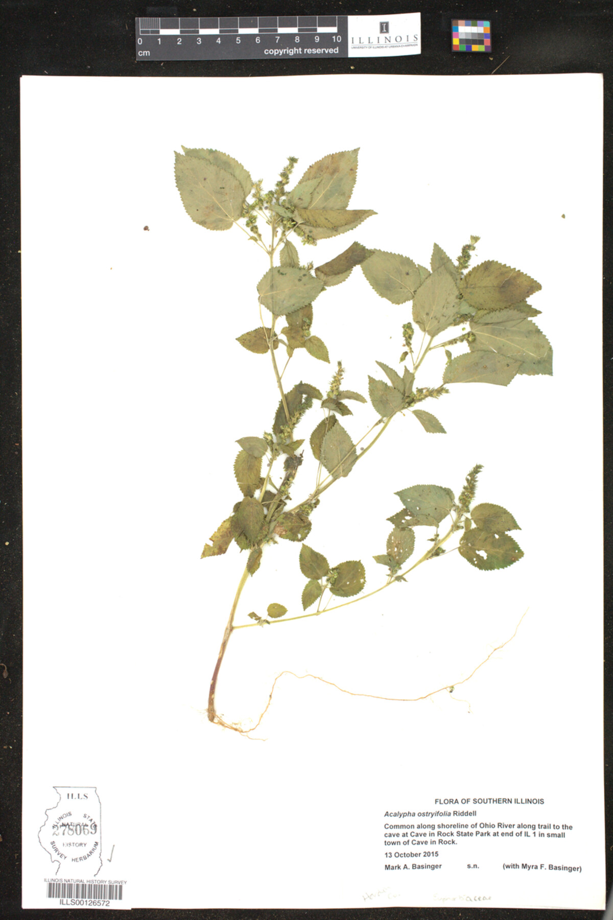 Acalypha ostryifolia image