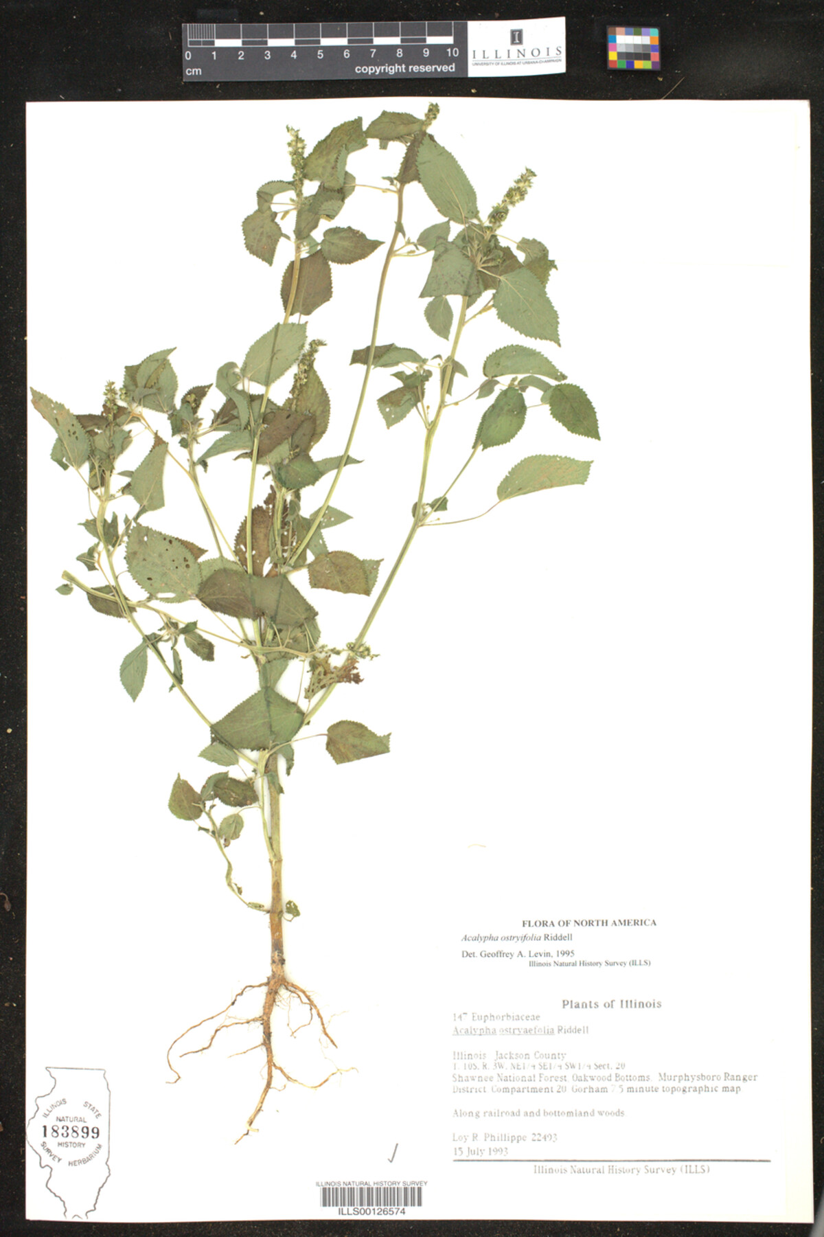Acalypha ostryifolia image