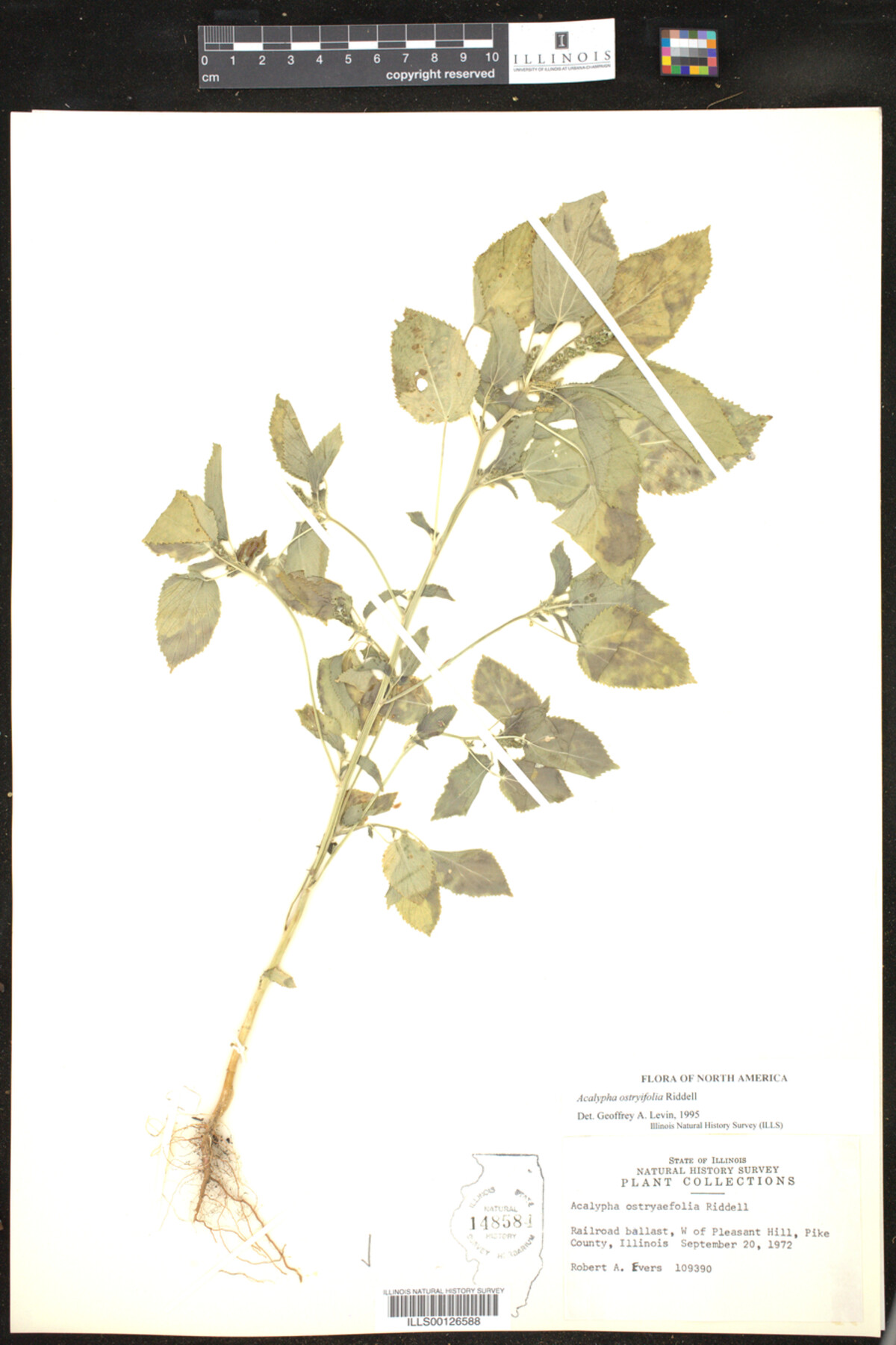 Acalypha ostryifolia image