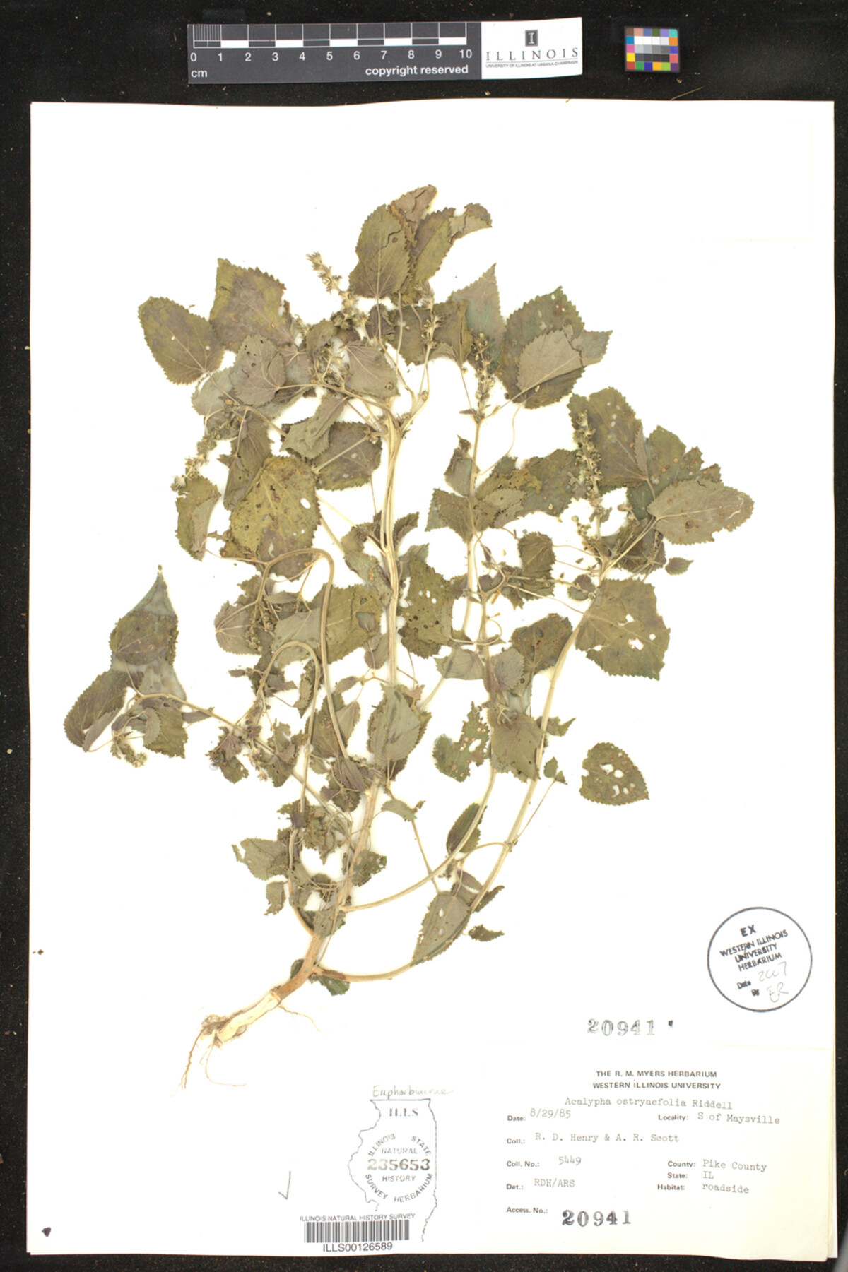 Acalypha ostryaefolia image