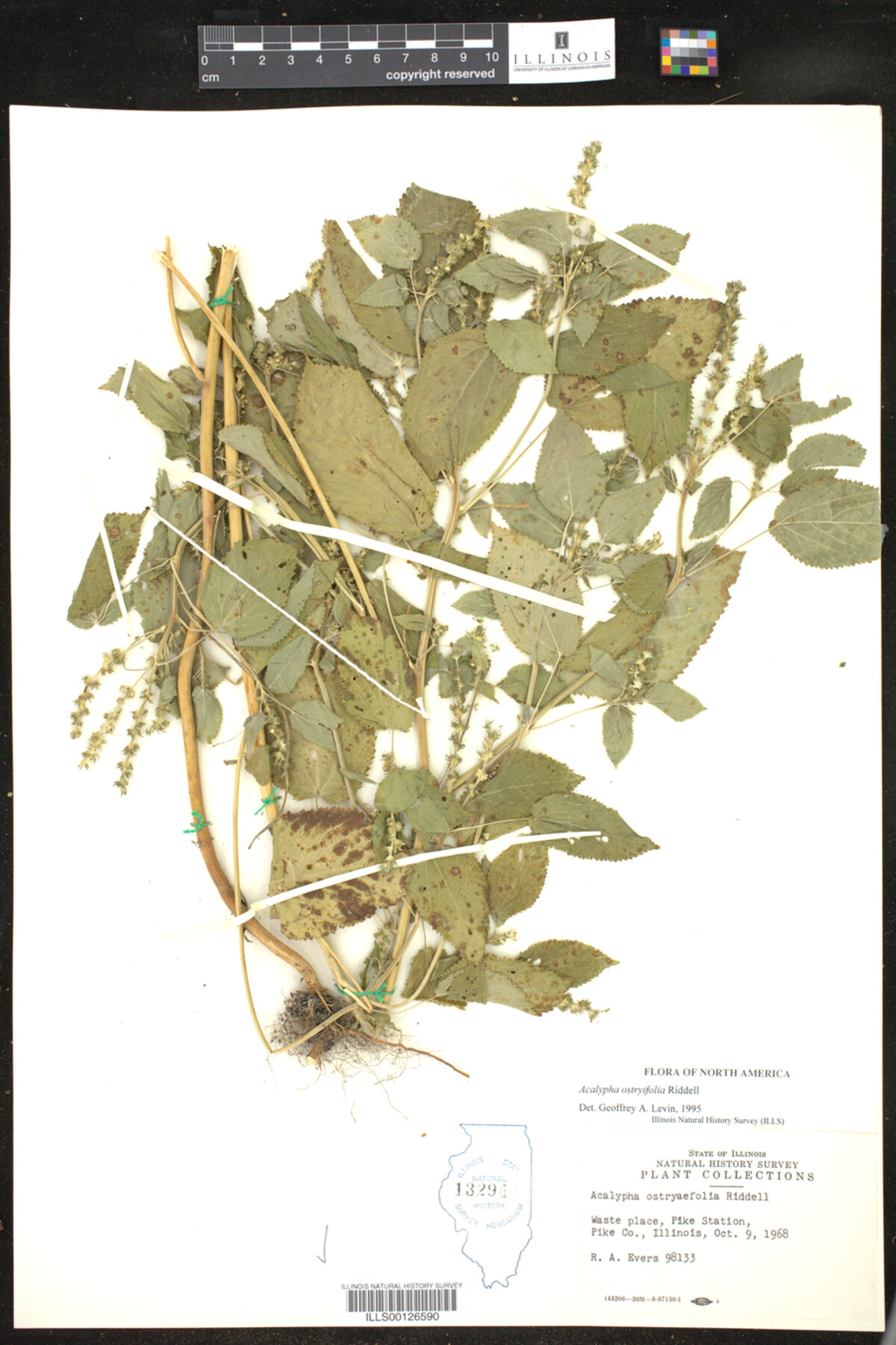 Acalypha ostryifolia image