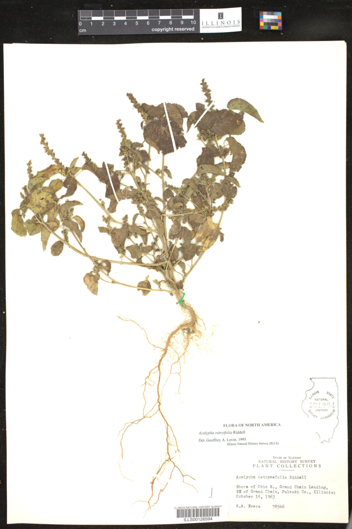 Acalypha ostryifolia image