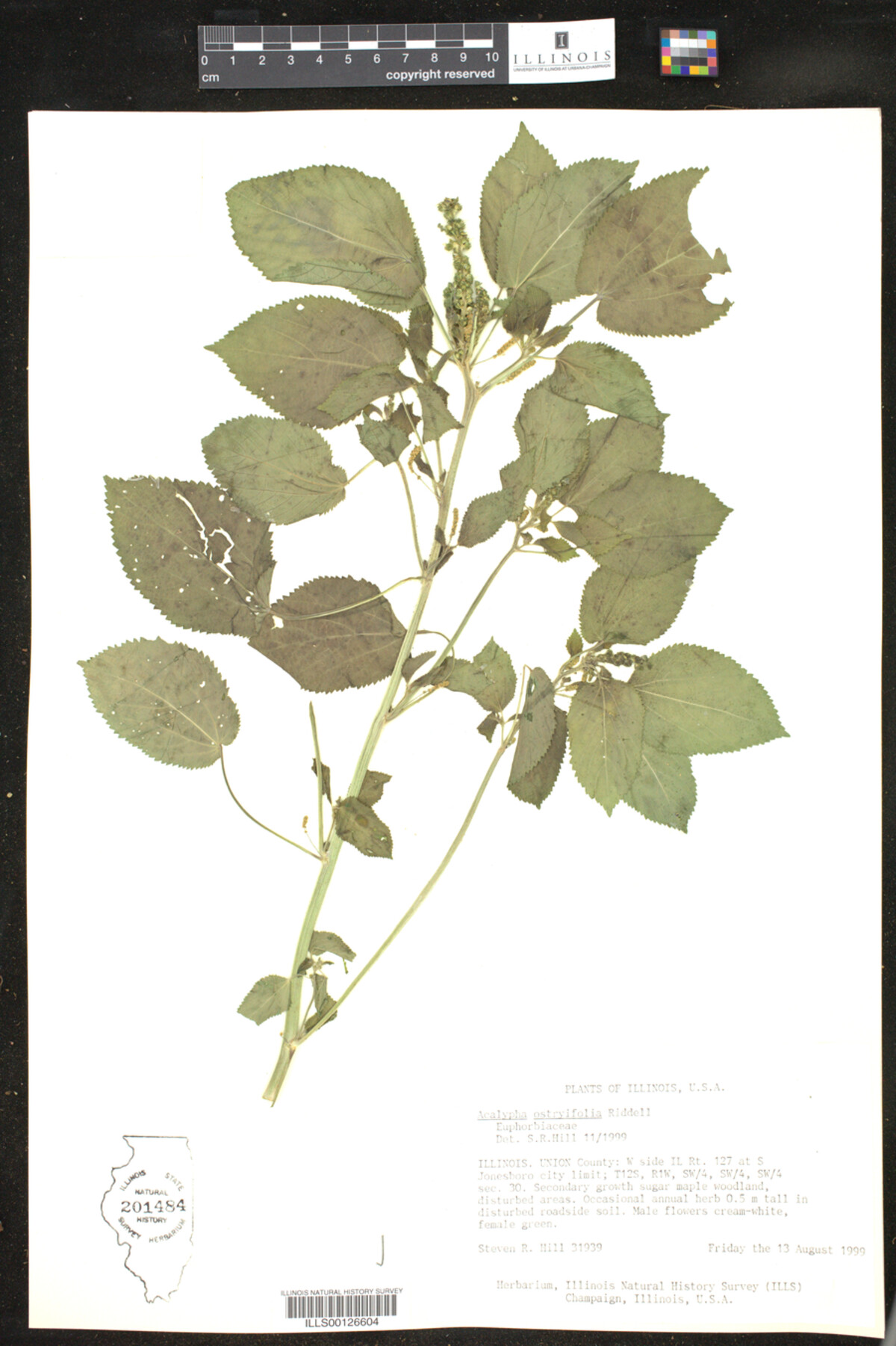 Acalypha ostryifolia image