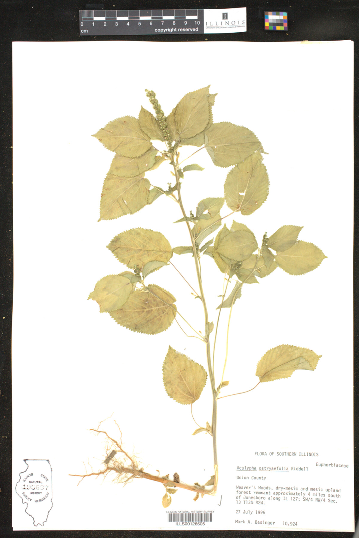 Acalypha ostryifolia image