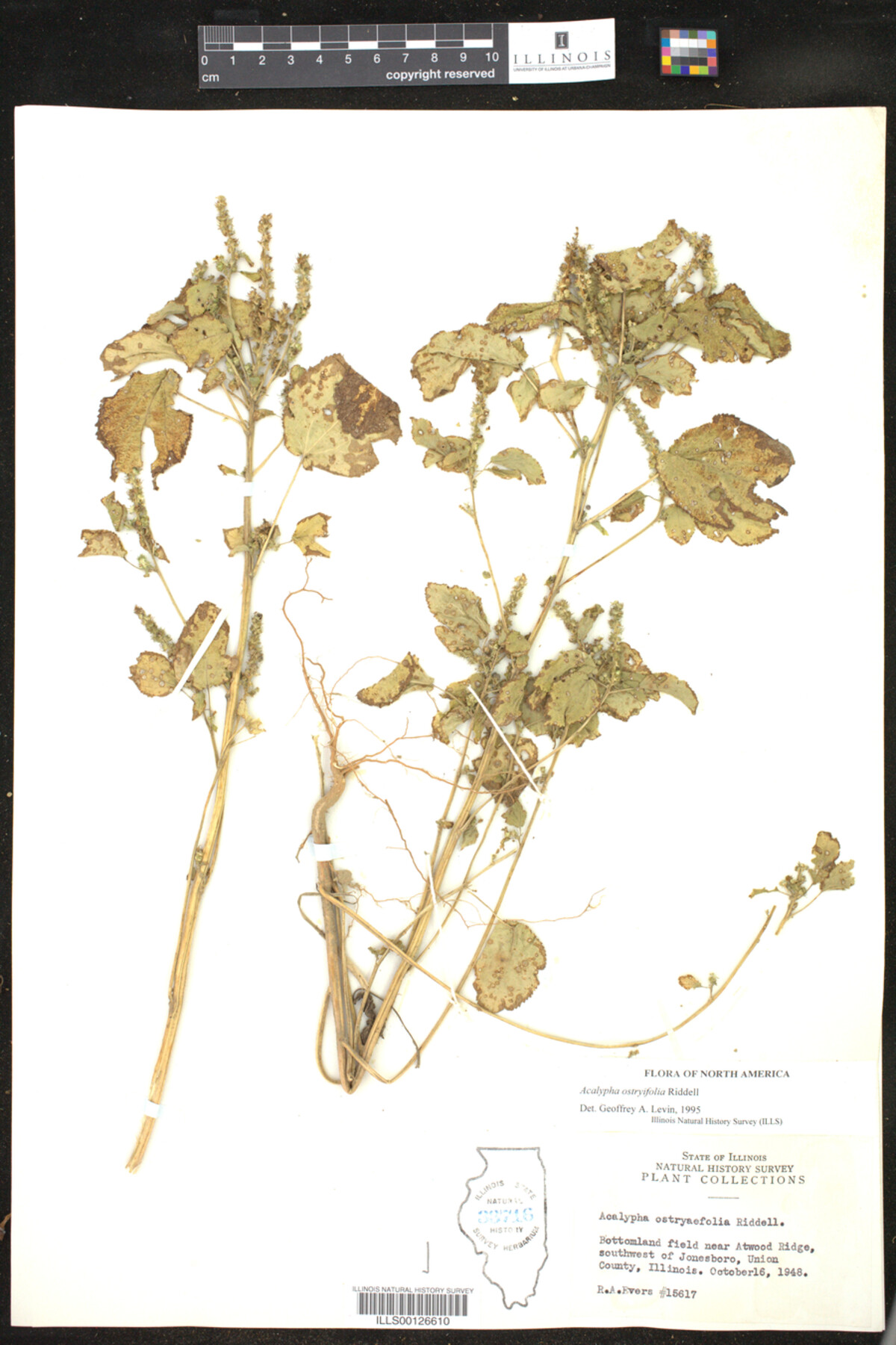 Acalypha ostryifolia image