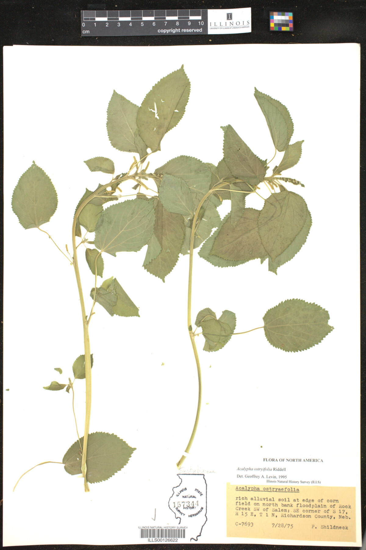 Acalypha ostryifolia image