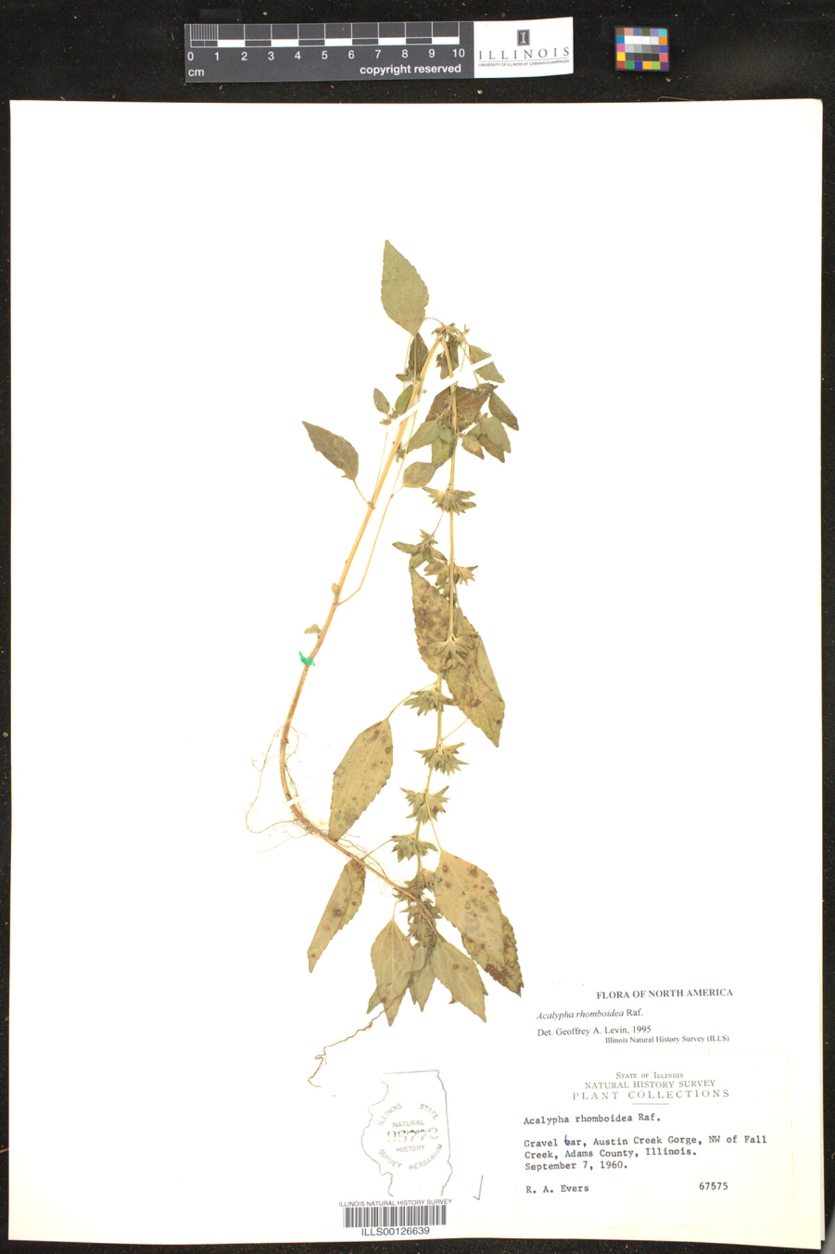 Acalypha rhomboidea image