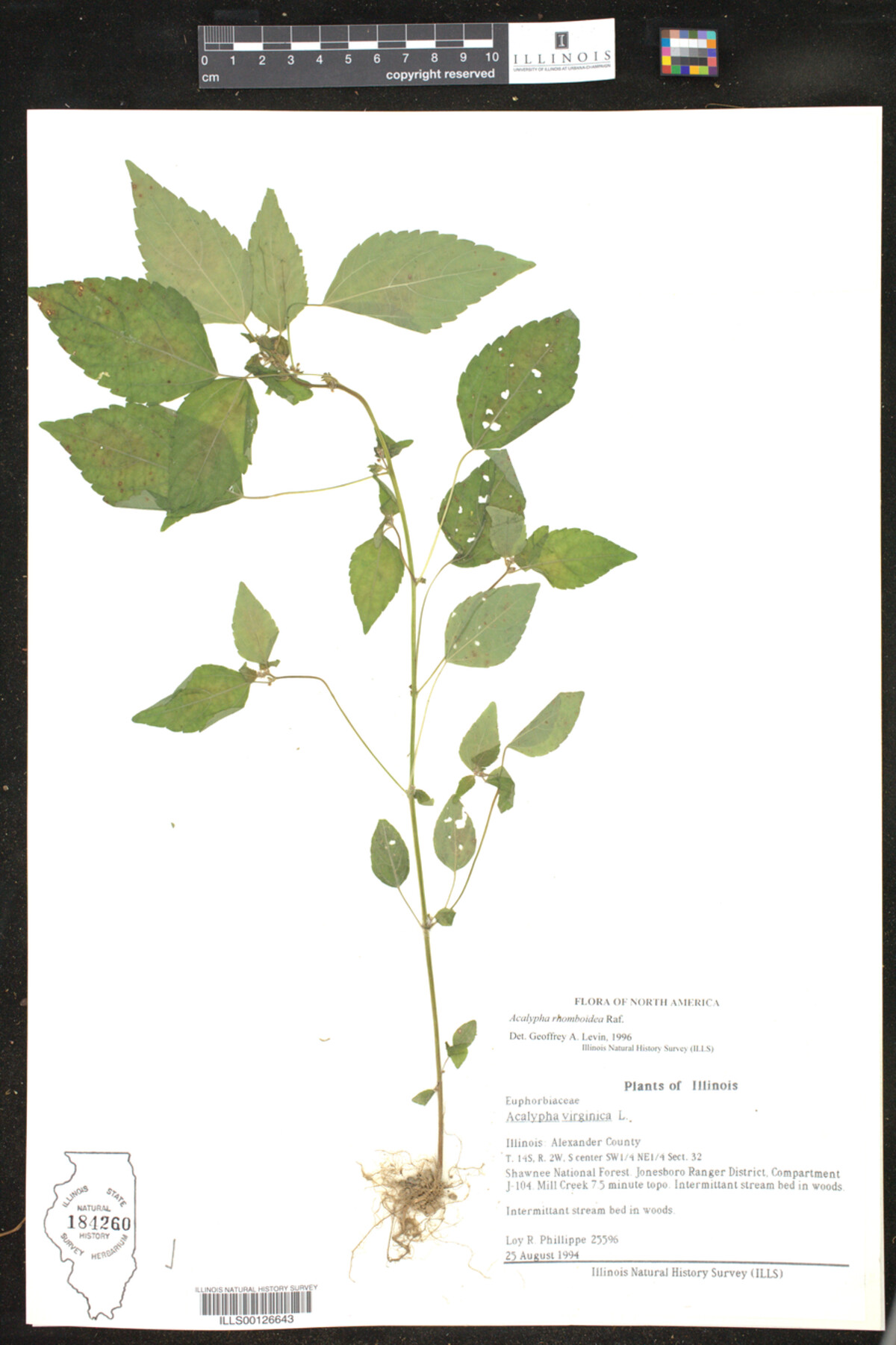 Acalypha virginica image