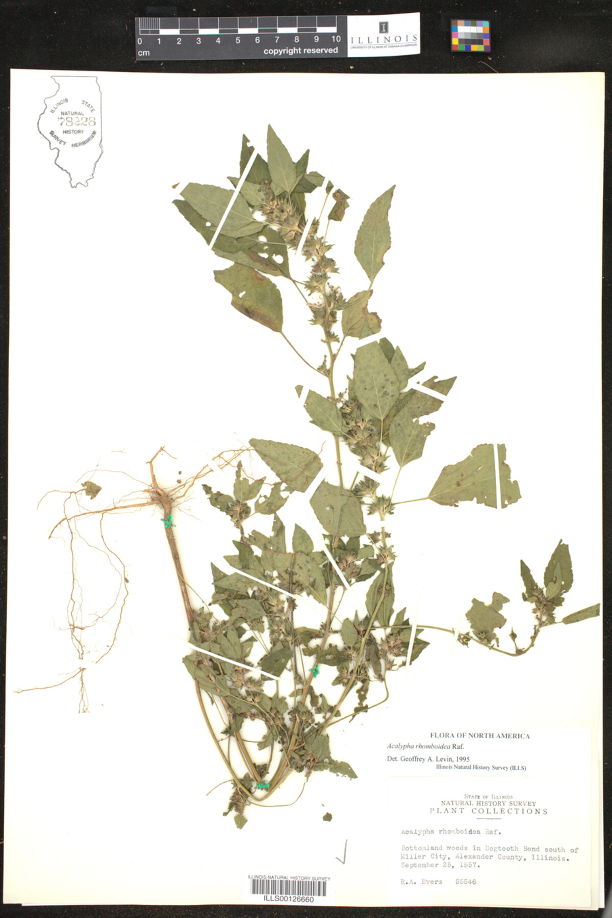 Acalypha rhomboidea image