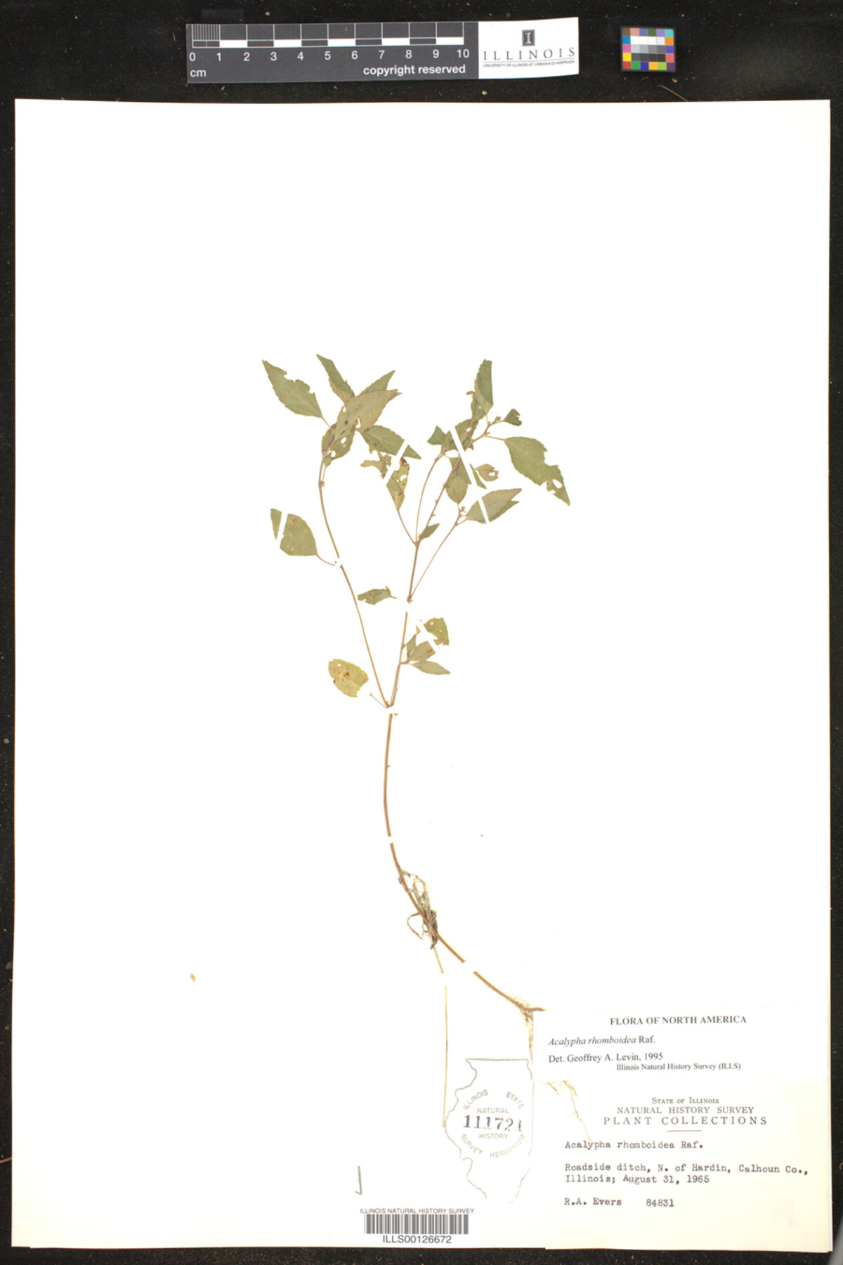Acalypha rhomboidea image