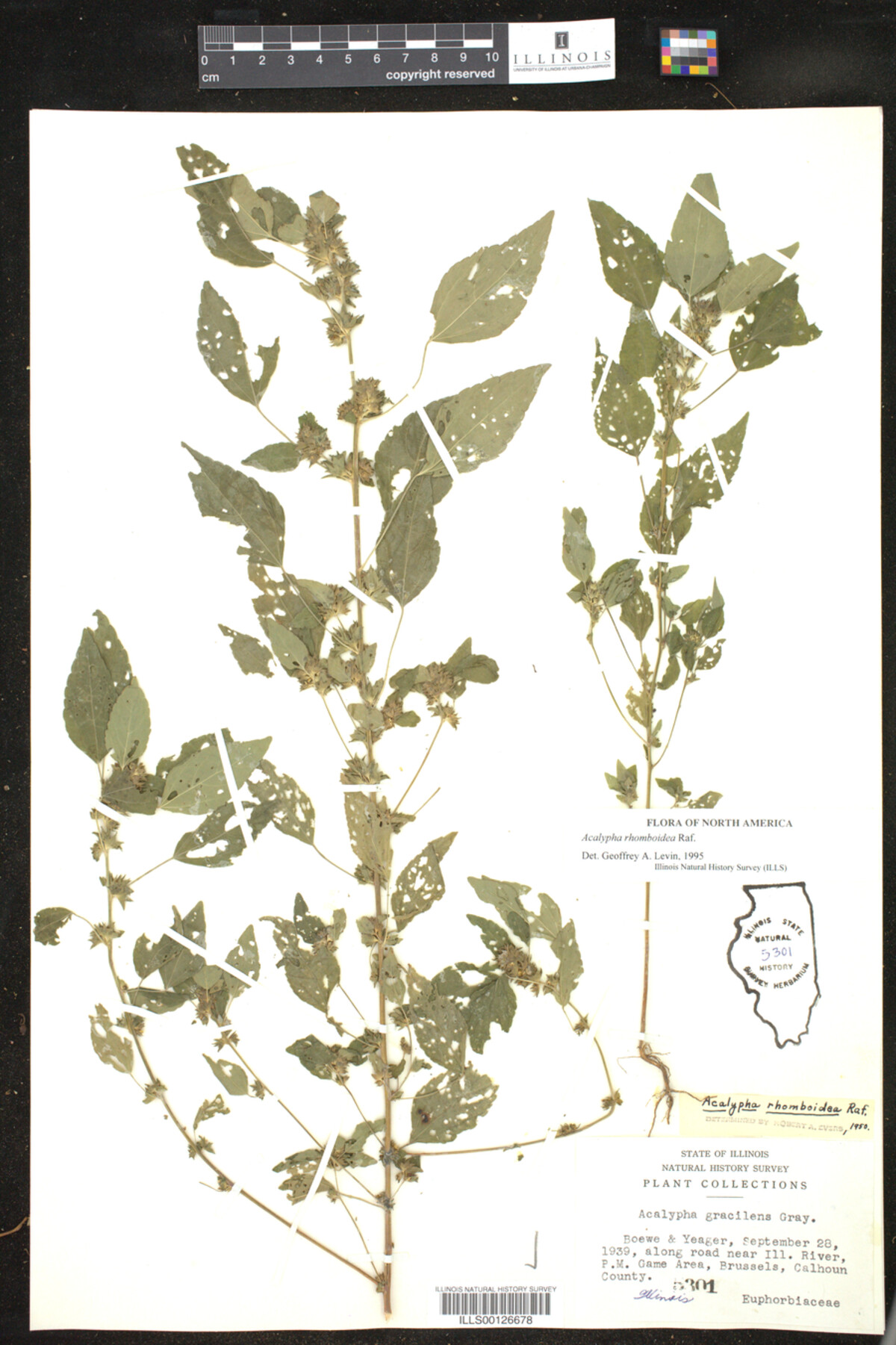 Acalypha rhomboidea image
