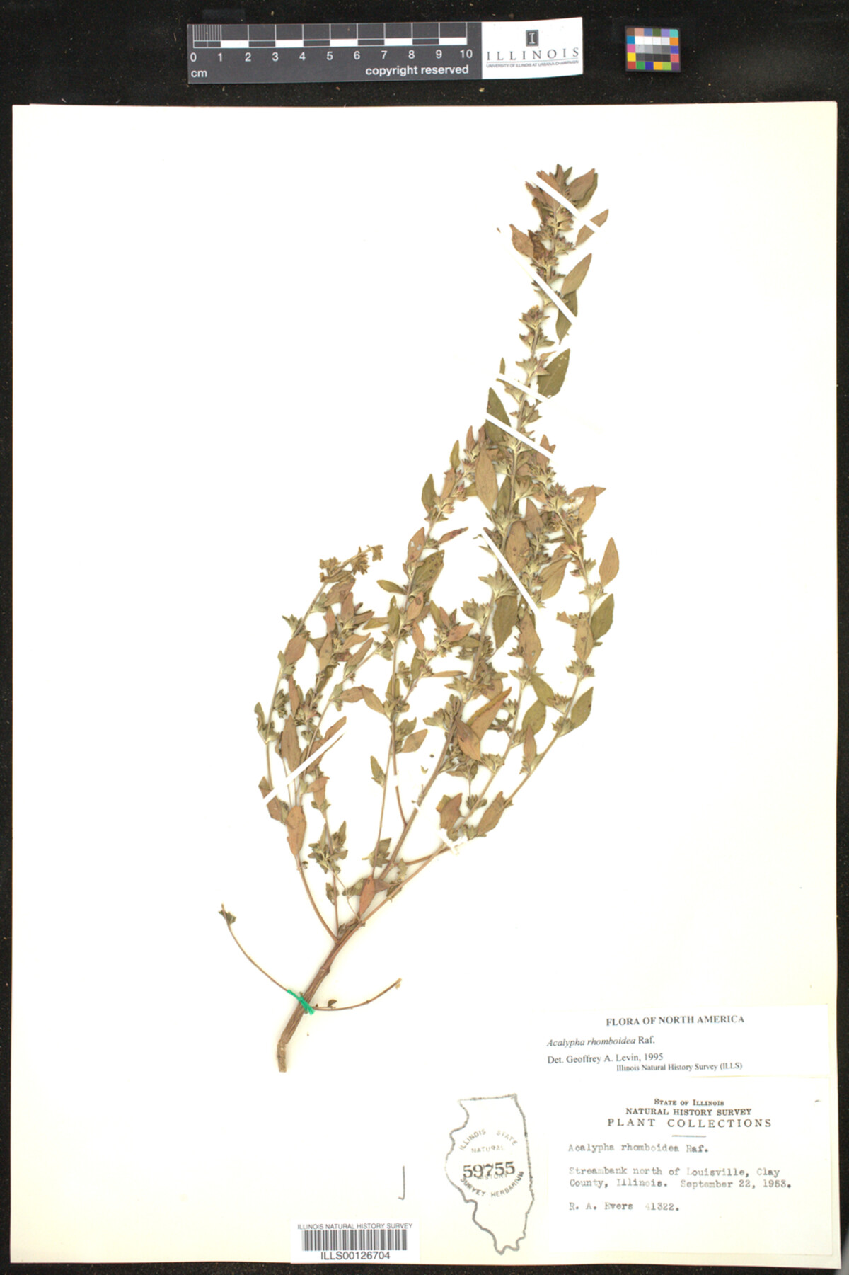 Acalypha rhomboidea image