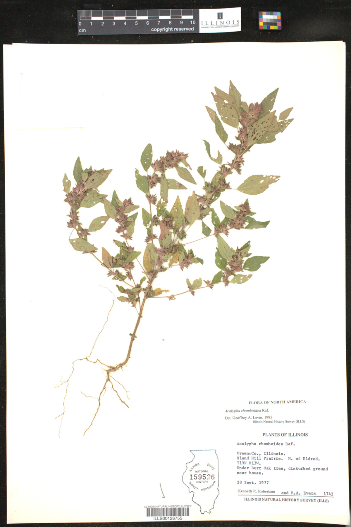 Acalypha rhomboidea image