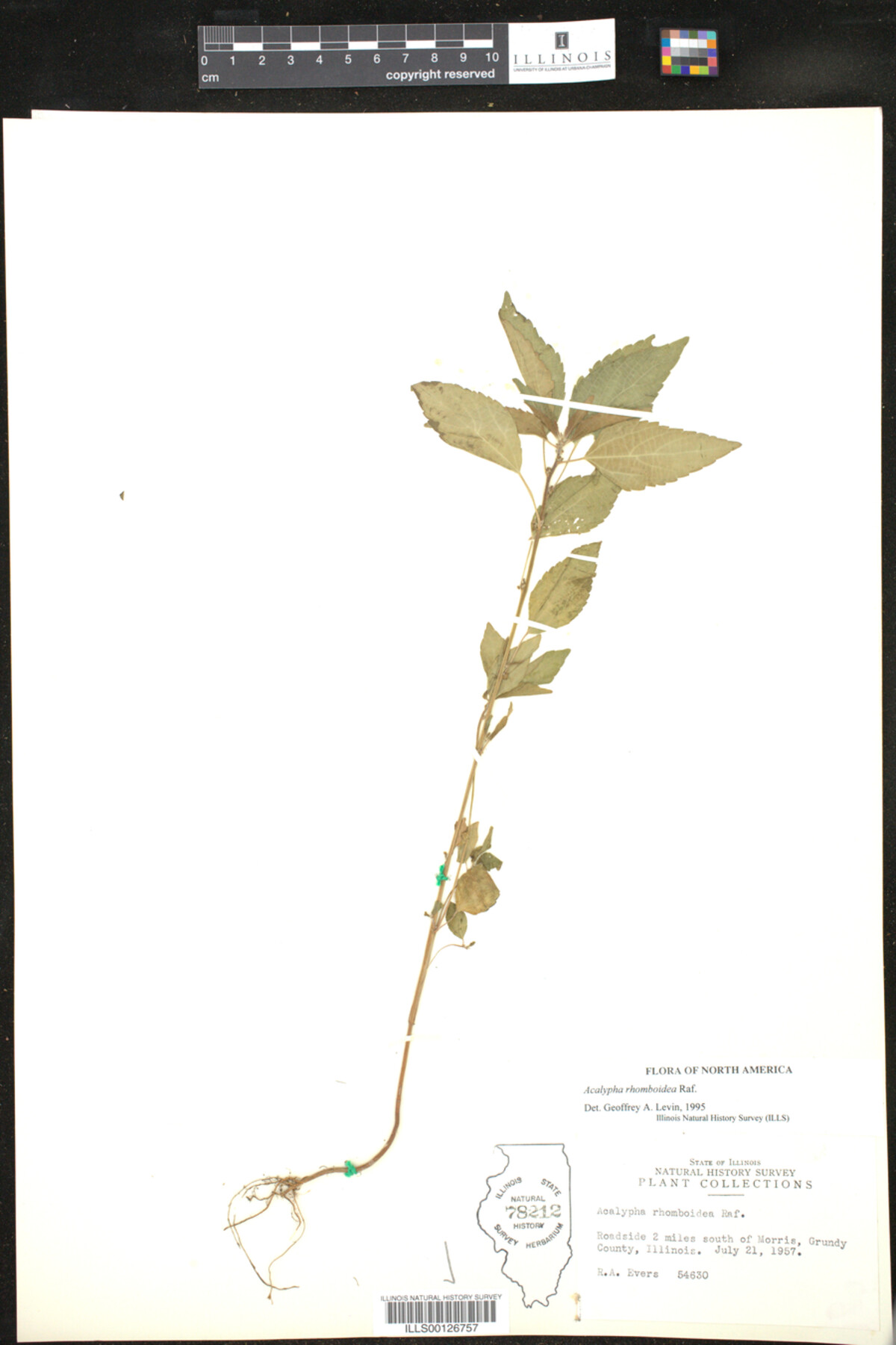 Acalypha rhomboidea image