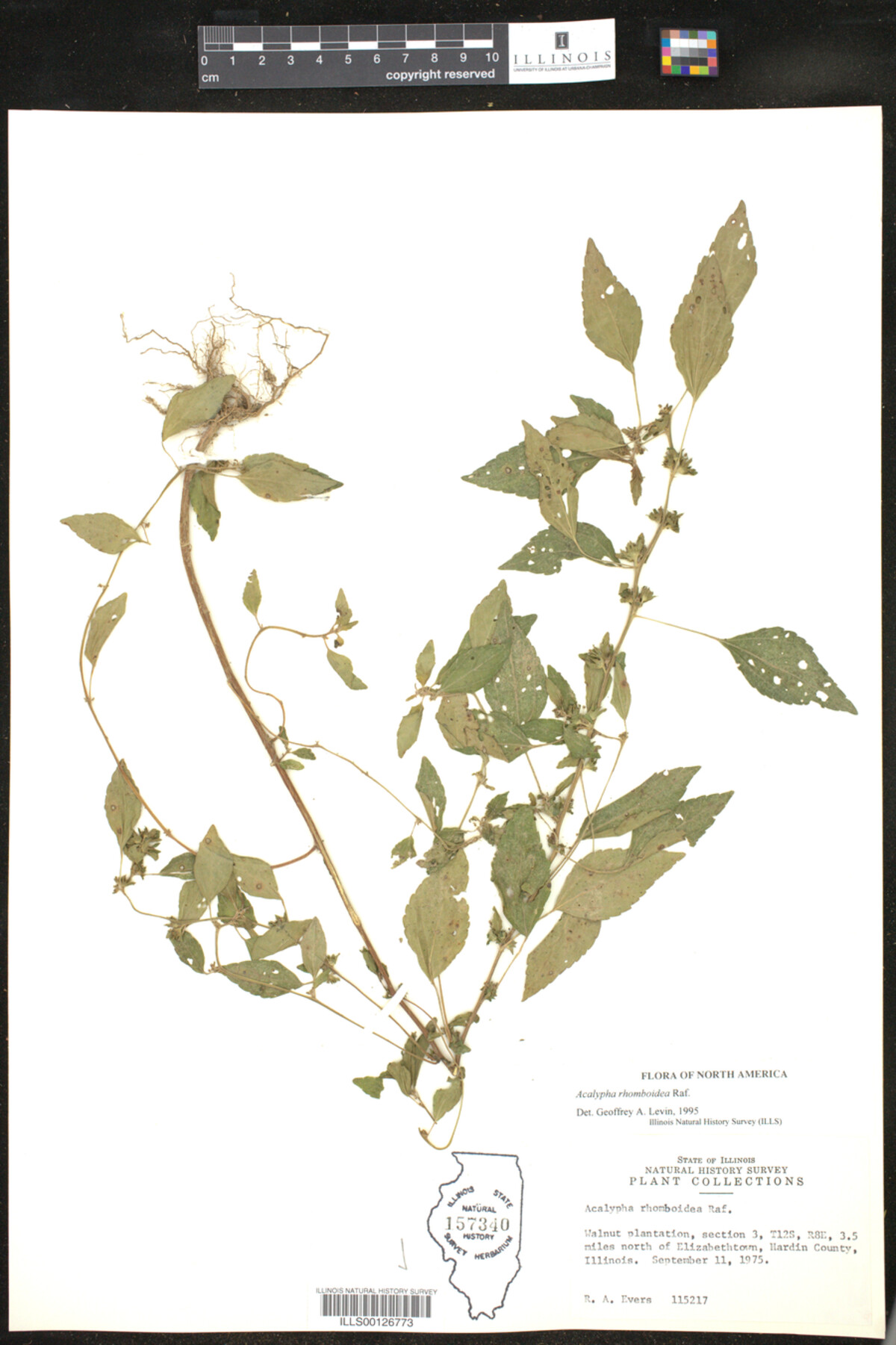 Acalypha rhomboidea image