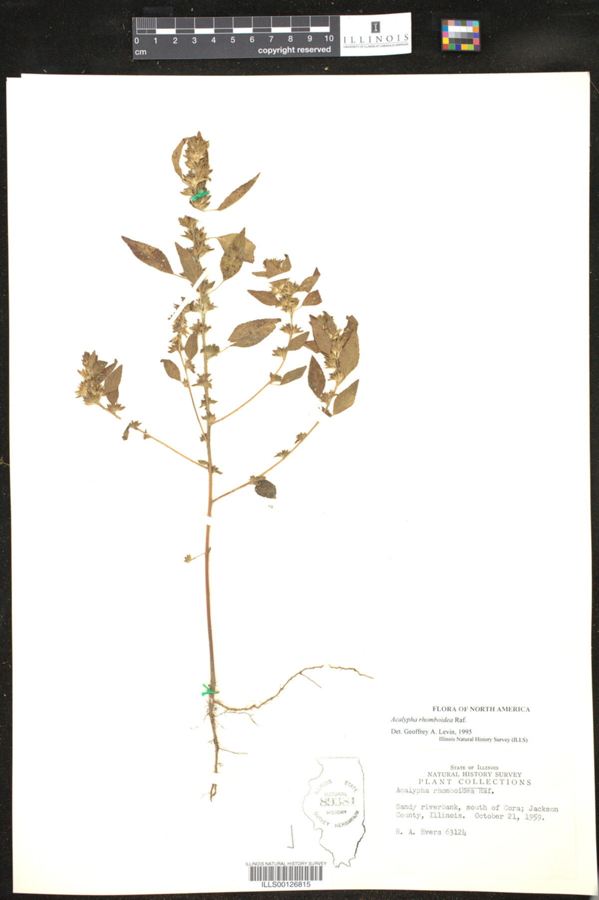 Acalypha deamii image