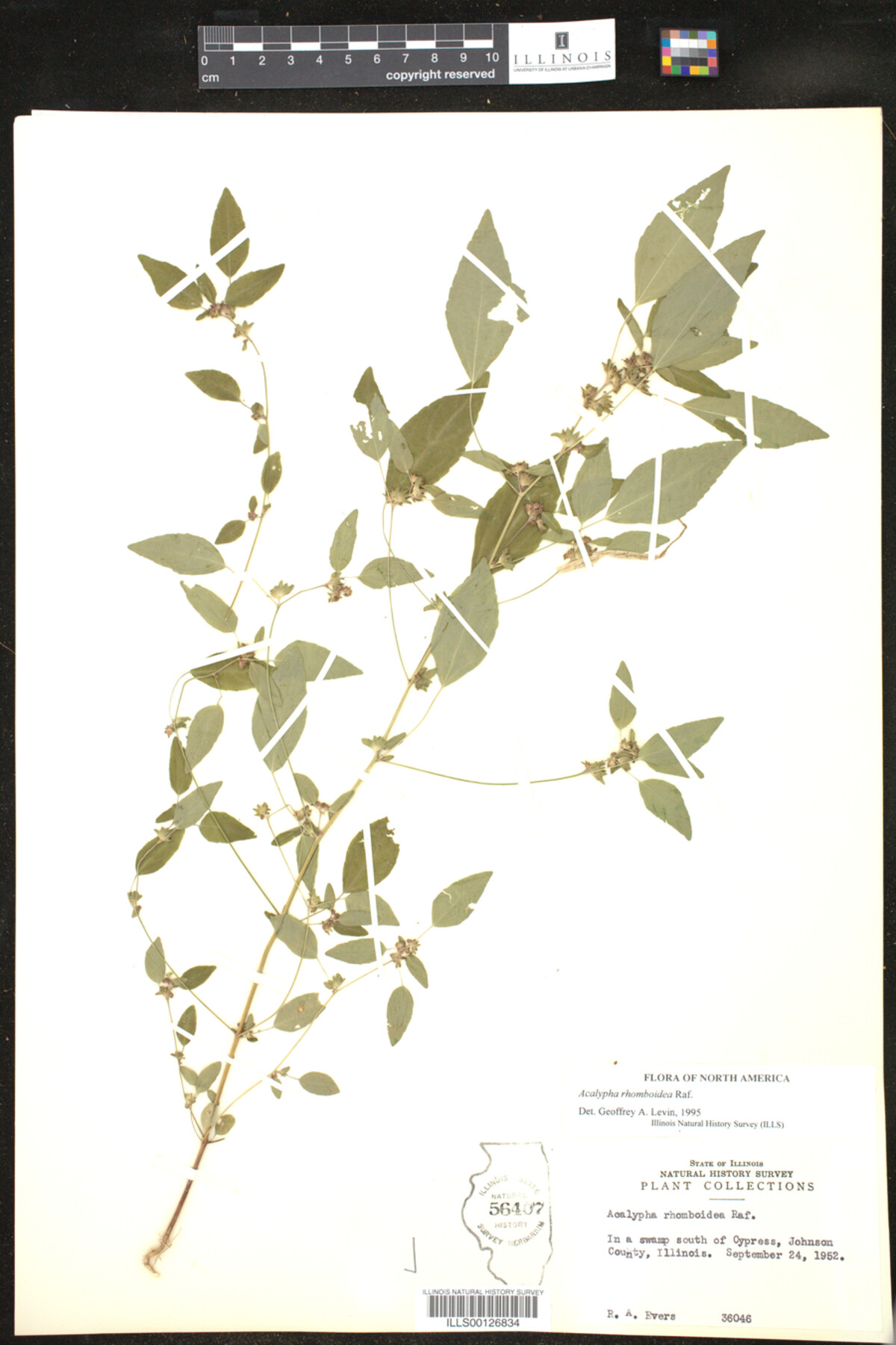 Acalypha rhomboidea image