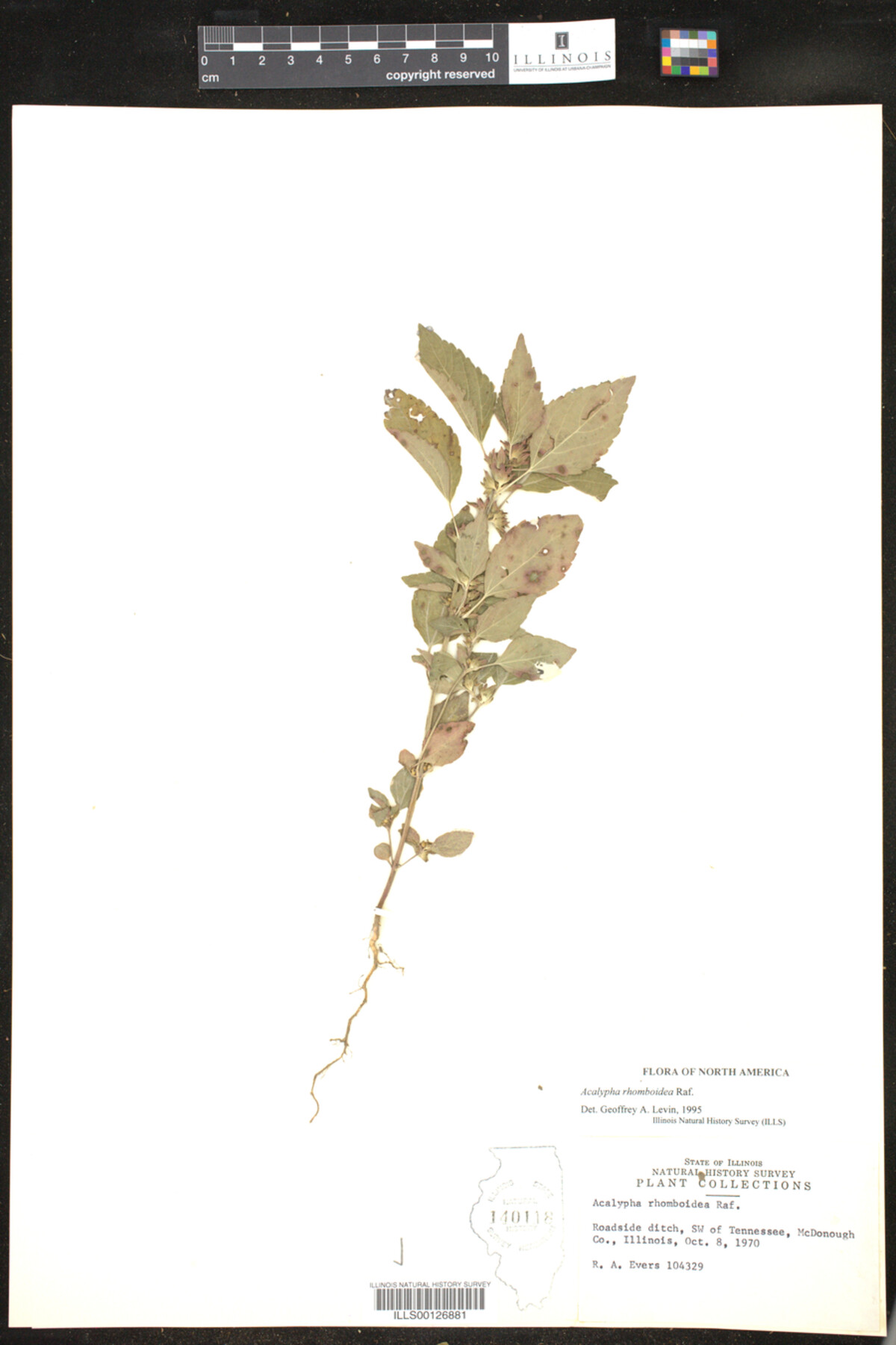 Acalypha rhomboidea image