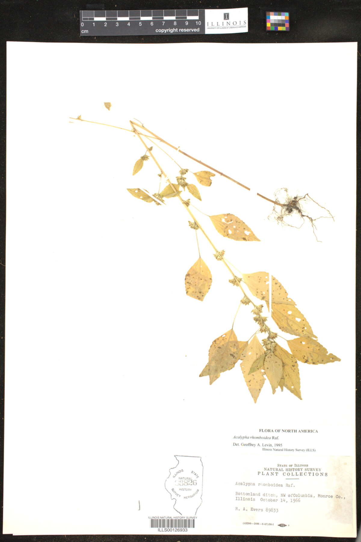 Acalypha rhomboidea image