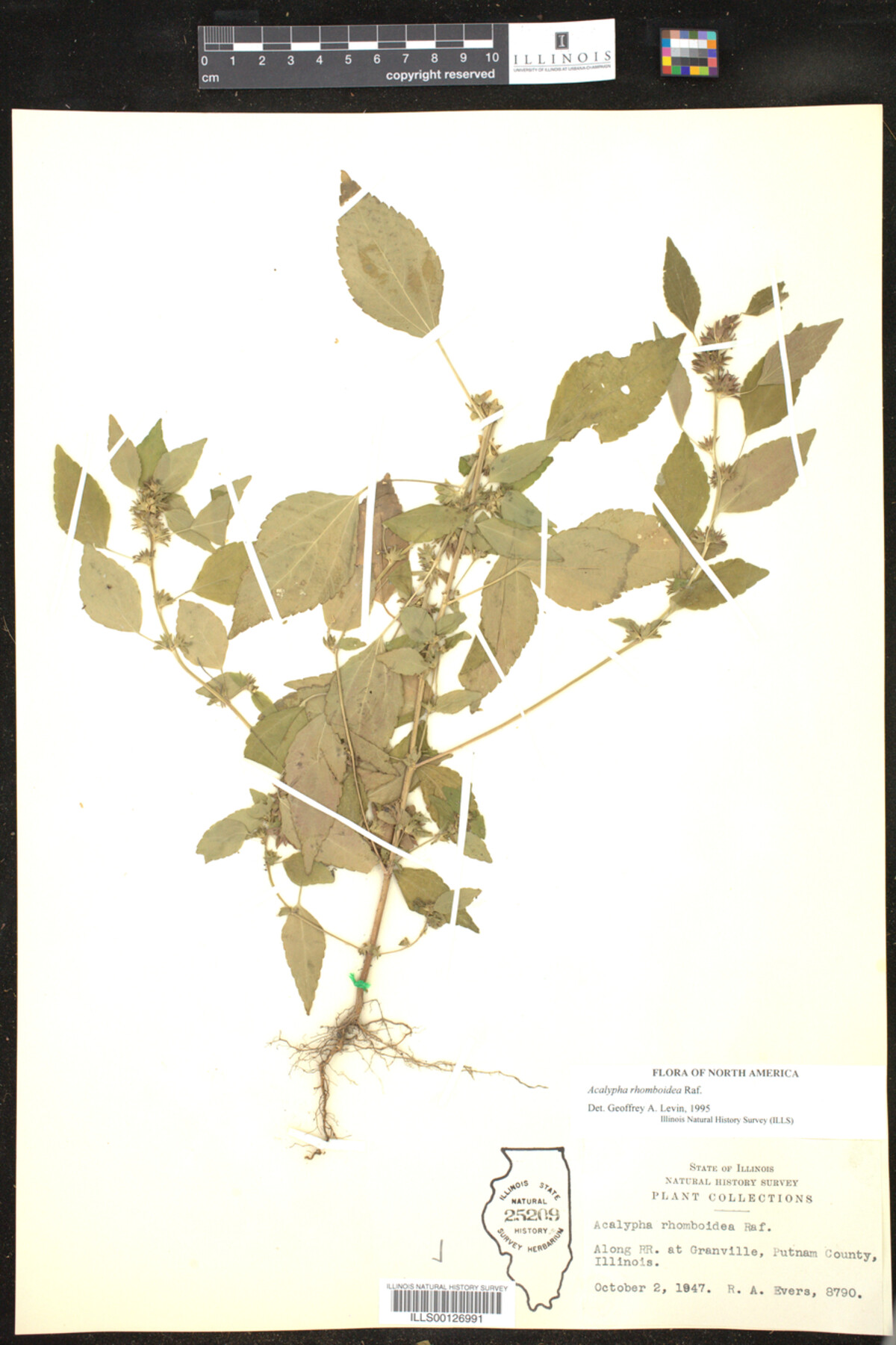 Acalypha rhomboidea image