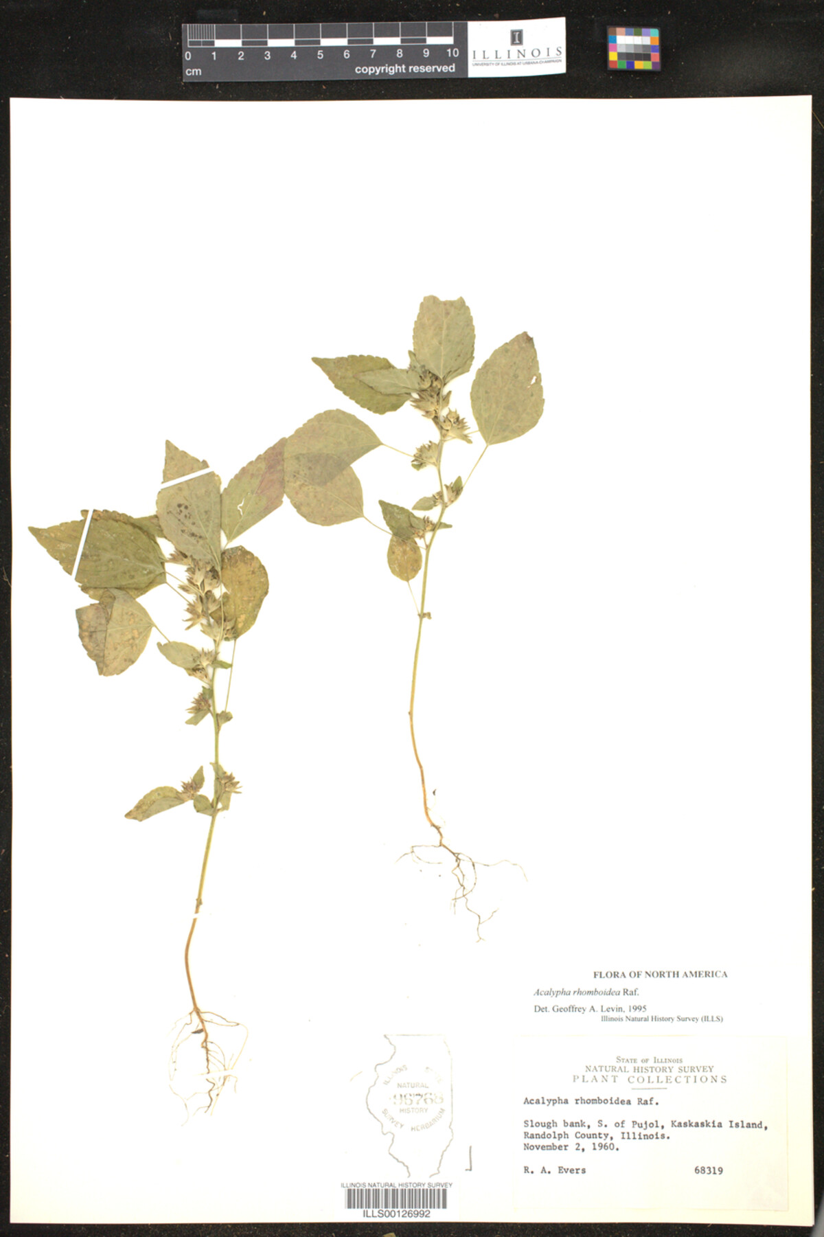 Acalypha rhomboidea image