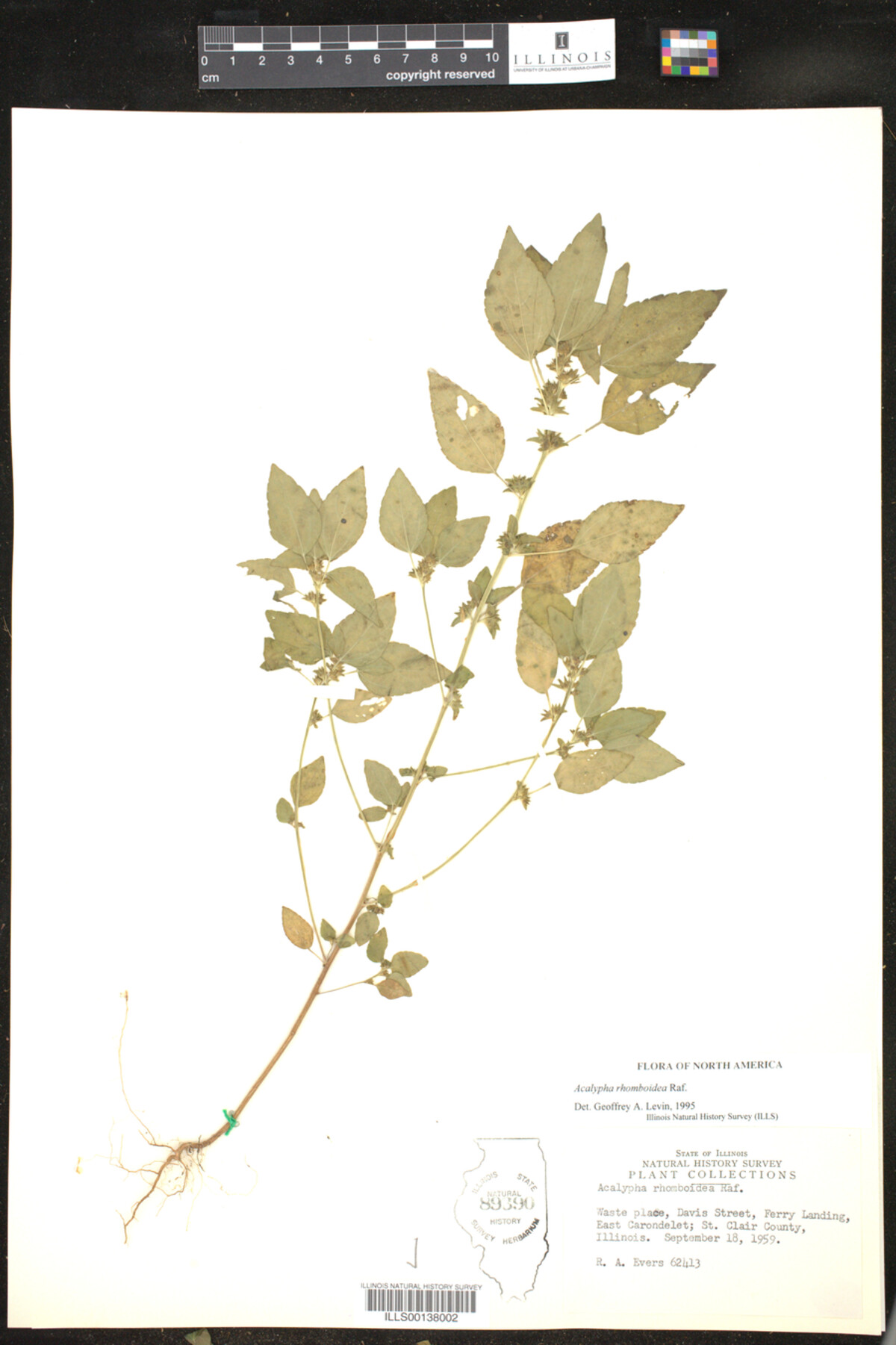 Acalypha rhomboidea image
