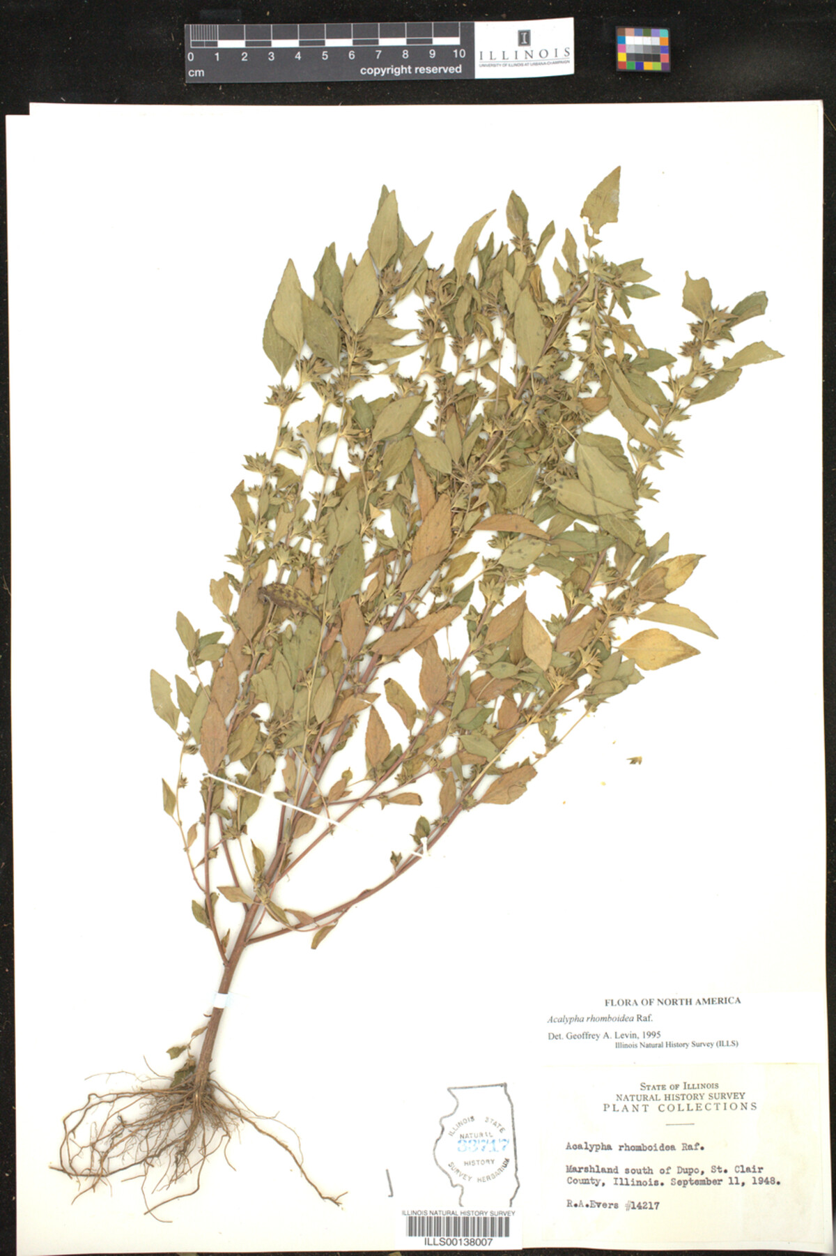 Acalypha rhomboidea image