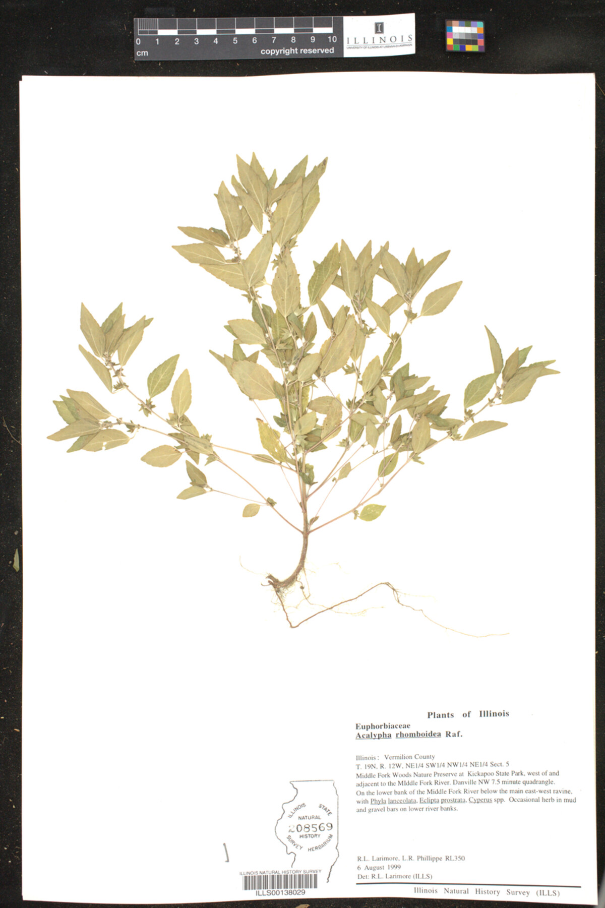Acalypha image