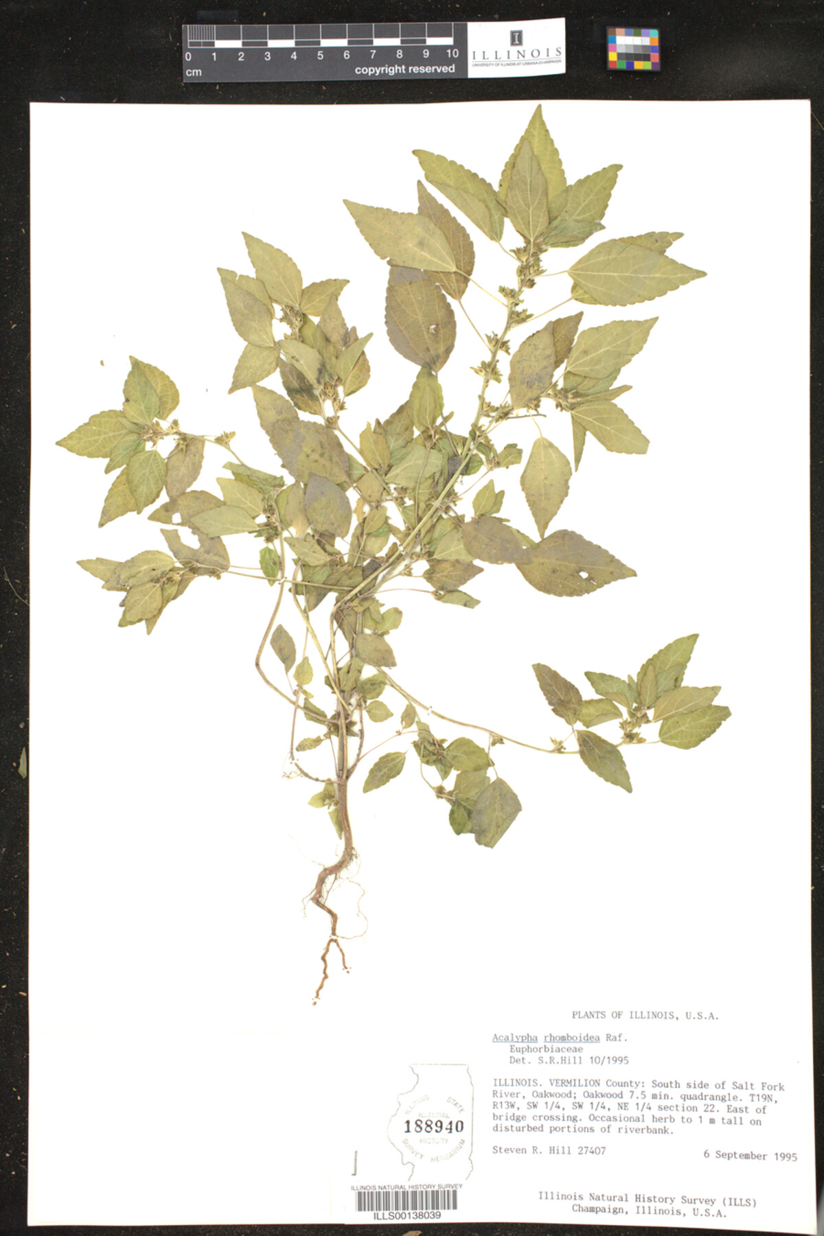 Acalypha rhomboidea image