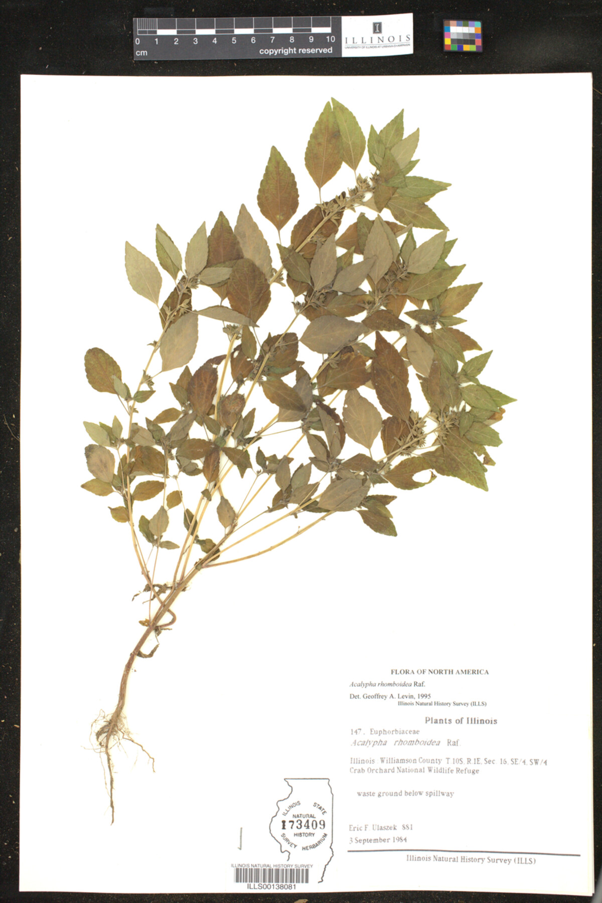 Acalypha image