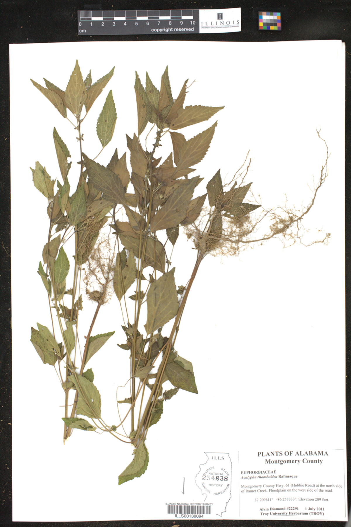 Acalypha rhomboidea image