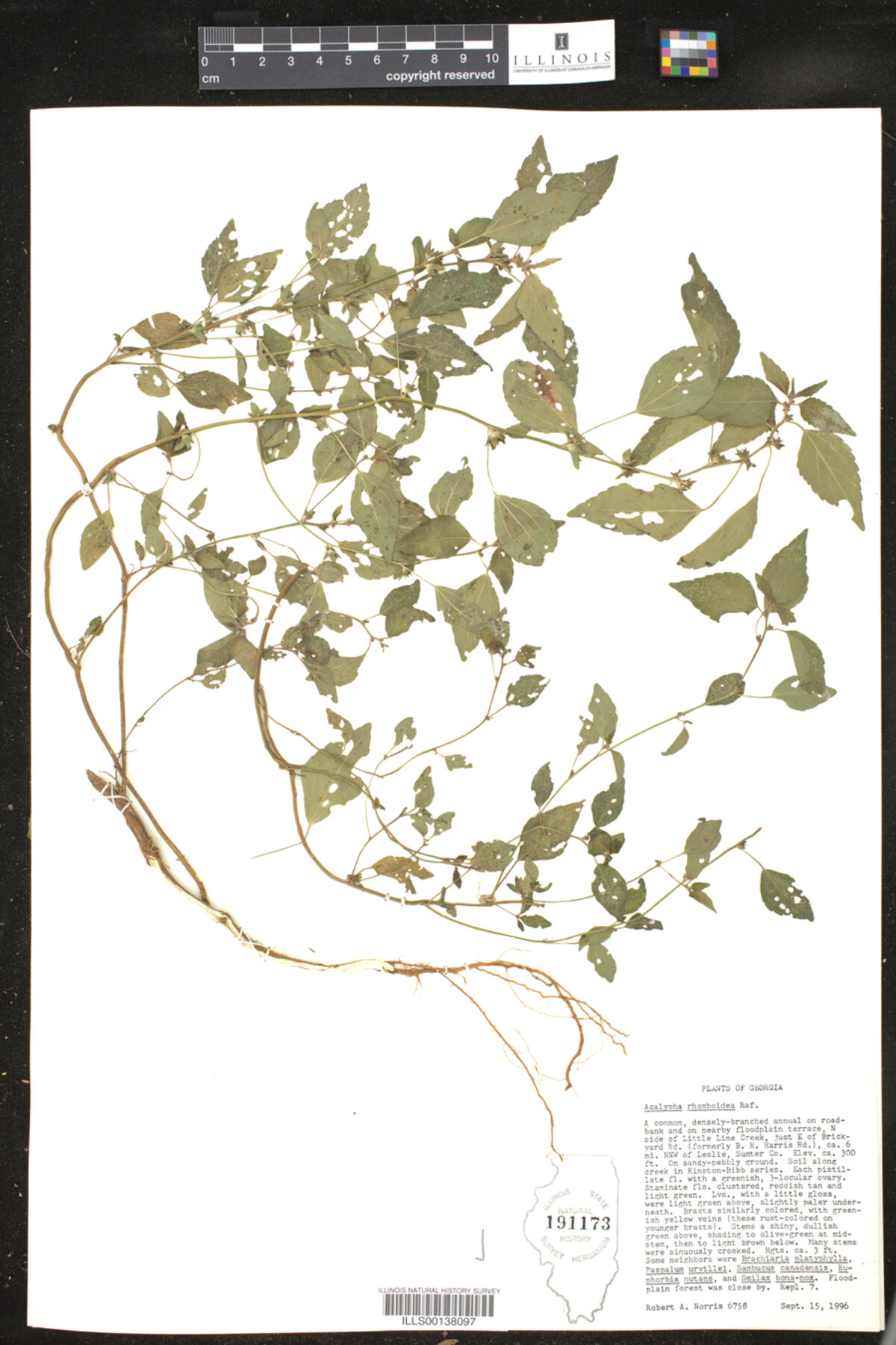 Acalypha image
