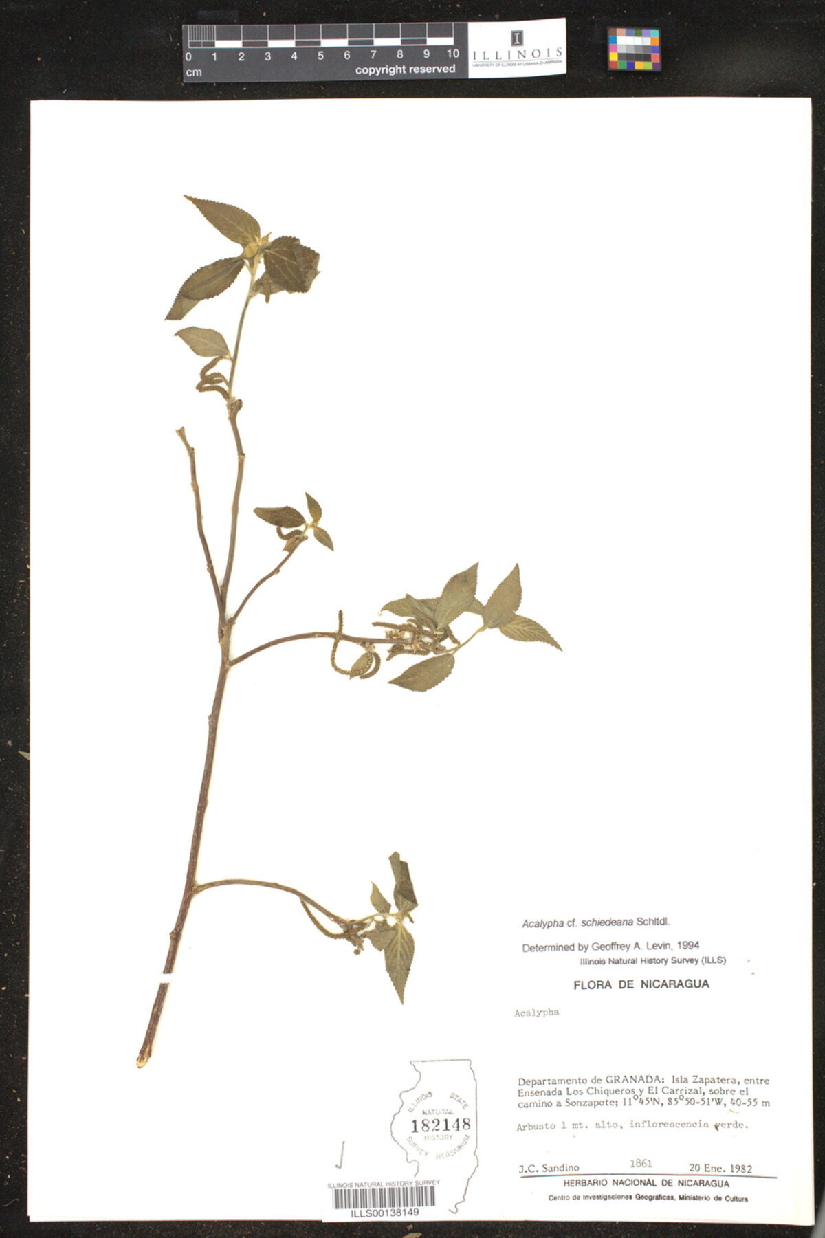 Acalypha schiedeana image