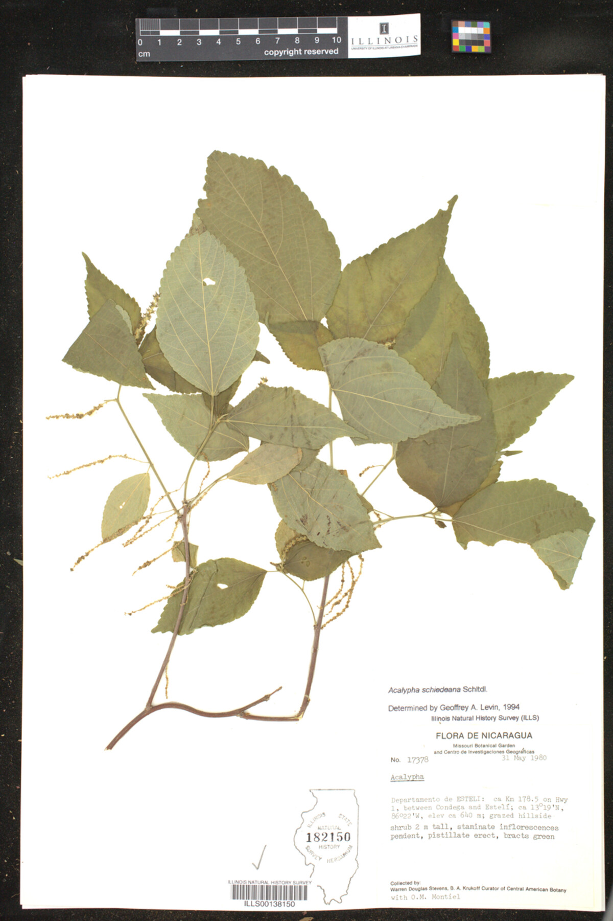 Acalypha schiedeana image