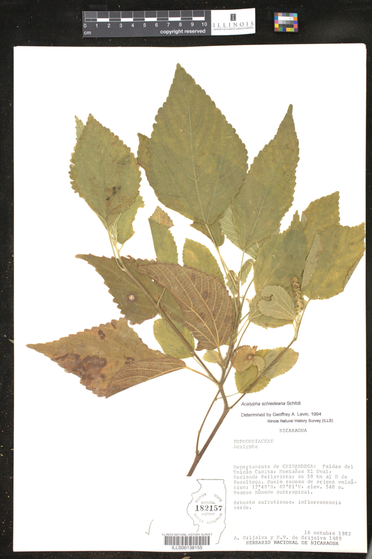 Acalypha schiedeana image