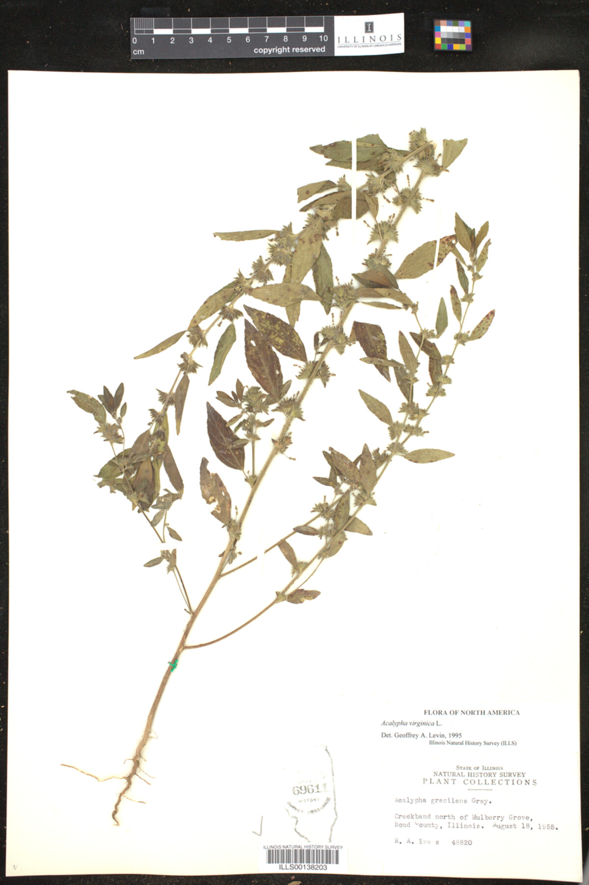 Acalypha gracilens image